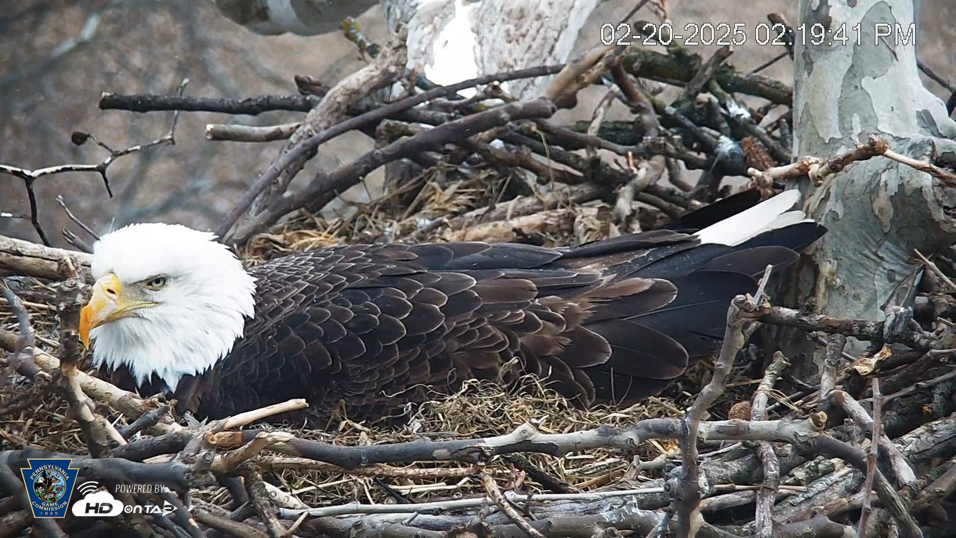 Snapshot of PA Farm Country Eagles Live Cams taken Feb 20, 2025, 2:20pm EST