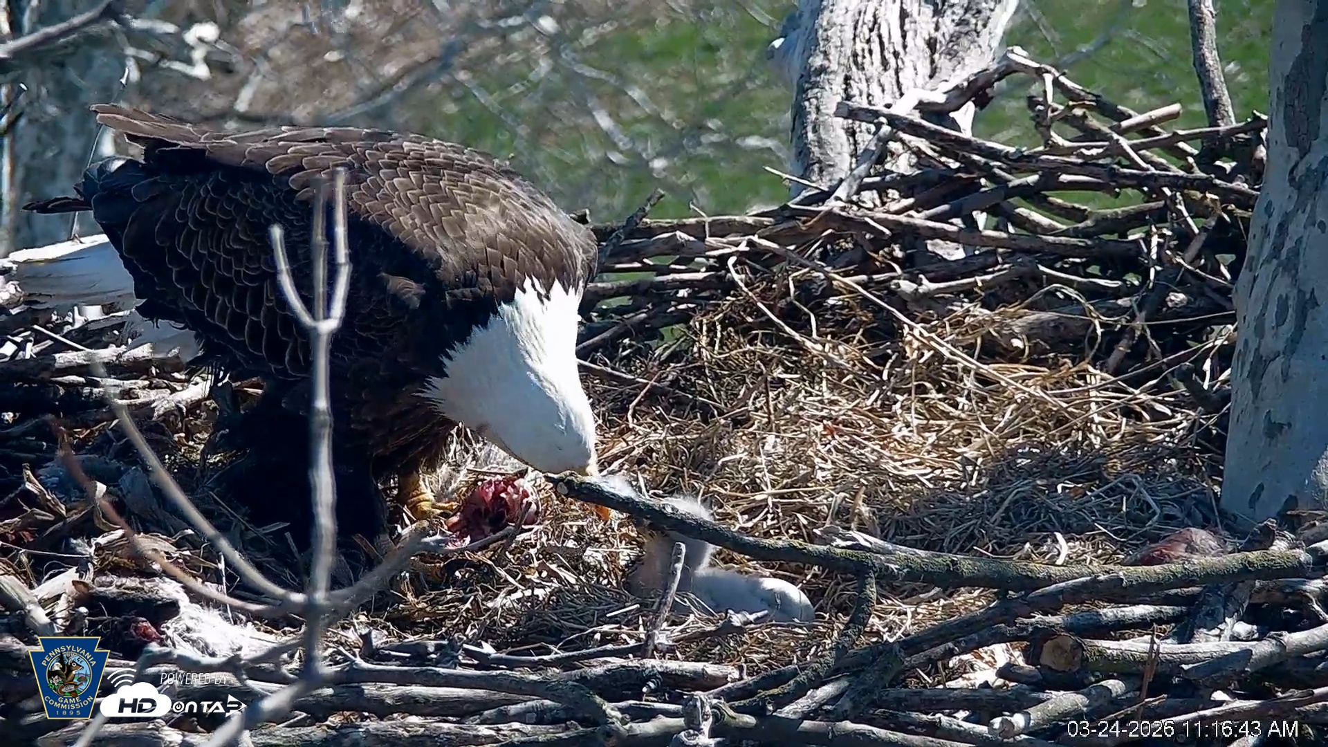 Snapshot of PA Farm Country Eagles Live Cams taken Mar 24, 2026, 11:17am EDT