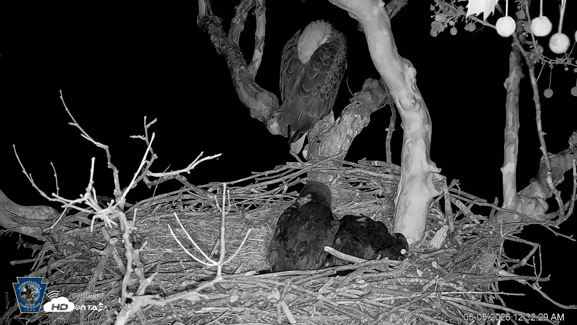 Snapshot of PA Farm Country Eagles Live Cams taken May 5, 2026, 12:33am EDT