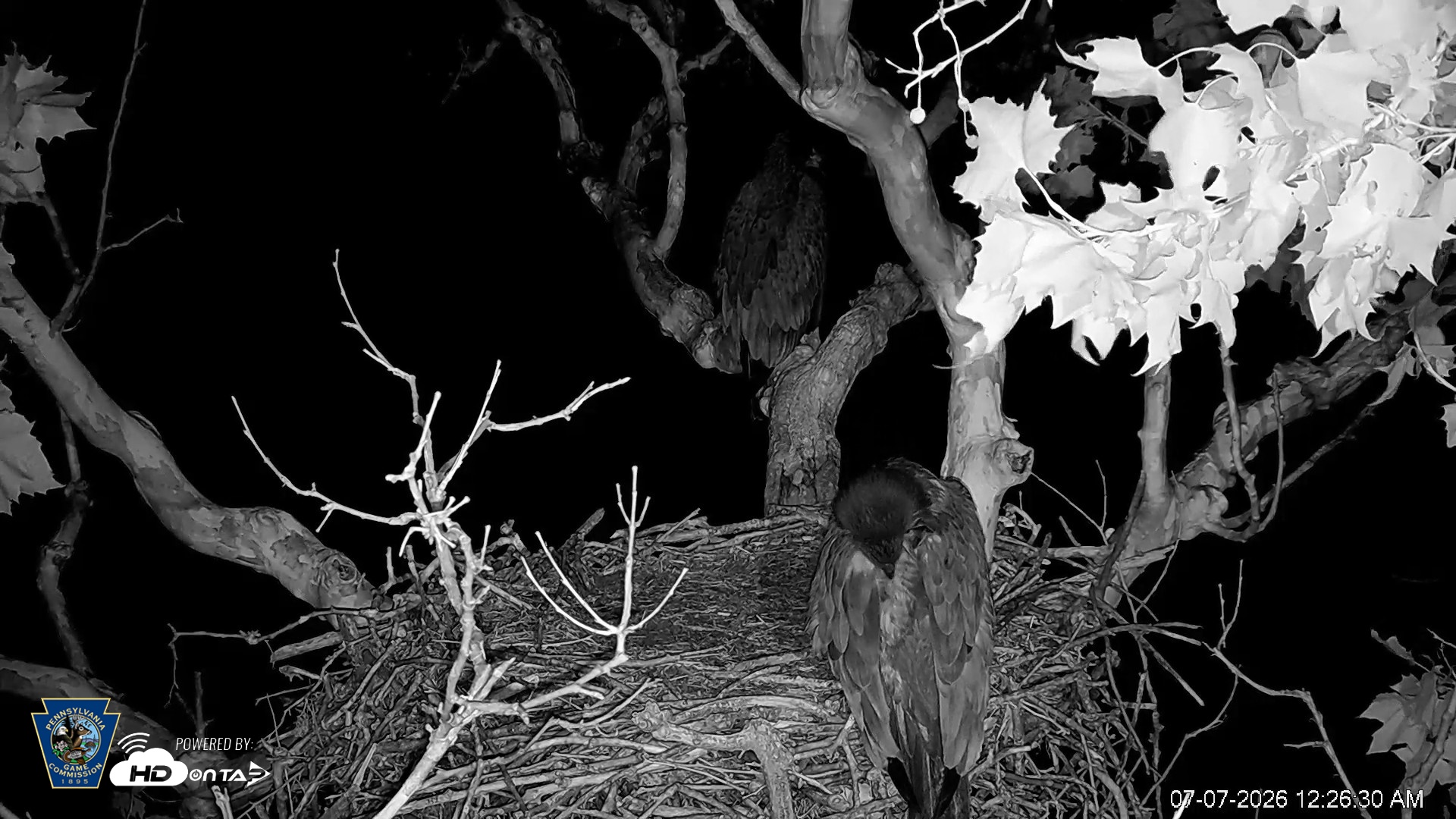 Snapshot of PA Farm Country Eagles Live Cams taken Jul 7, 2026, 12:27am EDT