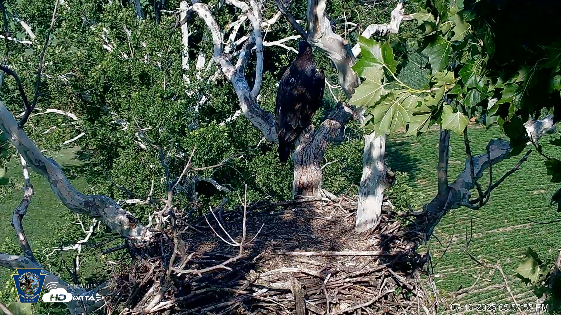 Snapshot of PA Farm Country Eagles Live Cams taken Jul 13, 2026, 5:58pm EDT