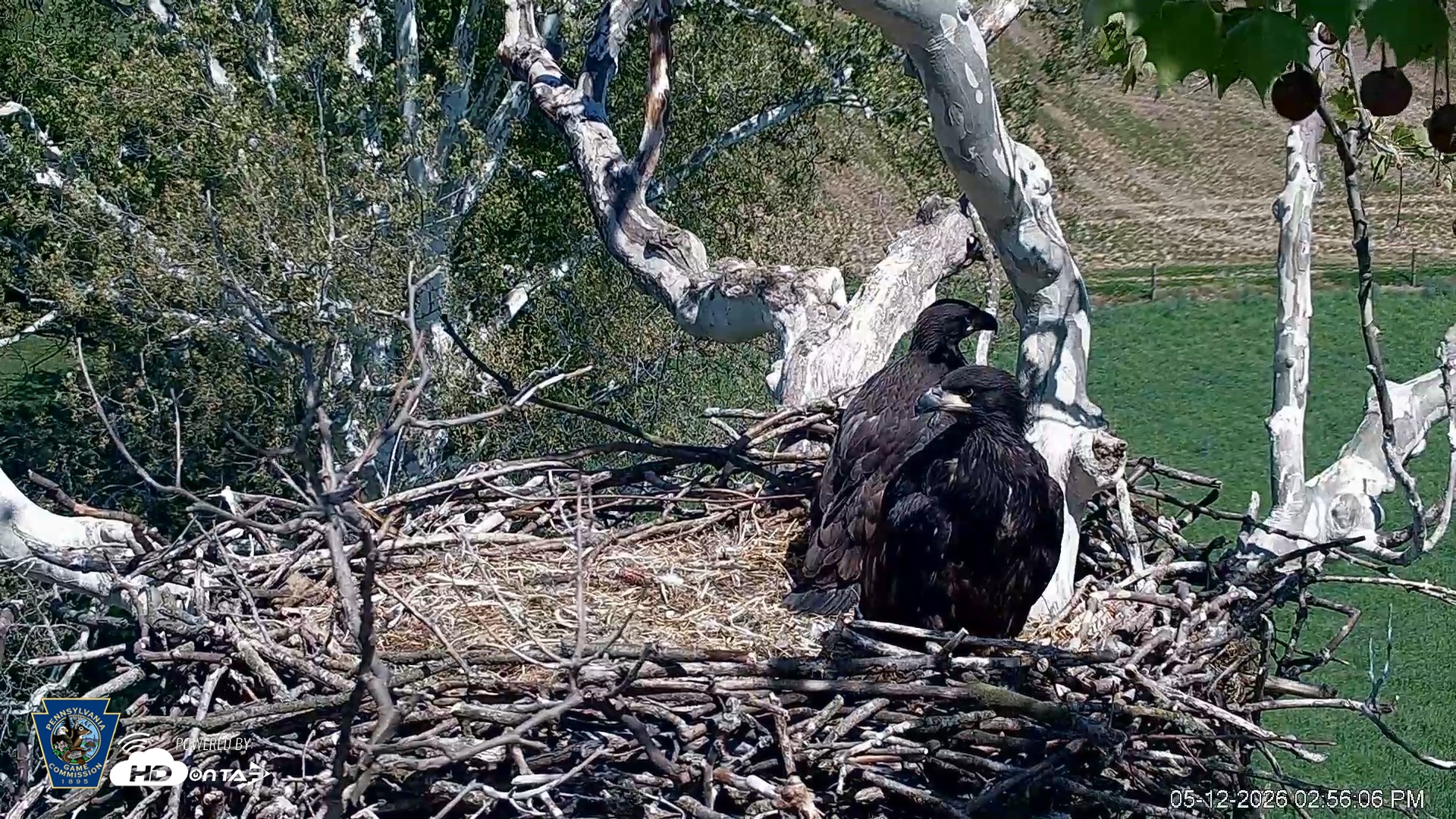 Snapshot of PA Farm Country Eagles Live Cams taken May 12, 2026, 2:57pm EDT
