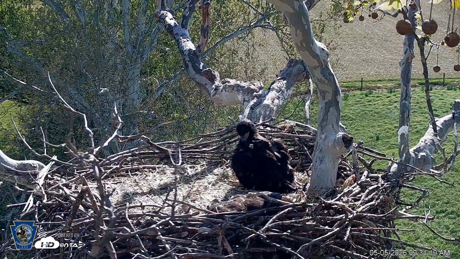 Snapshot of PA Farm Country Eagles Live Cams taken May 5, 2026, 9:32am EDT