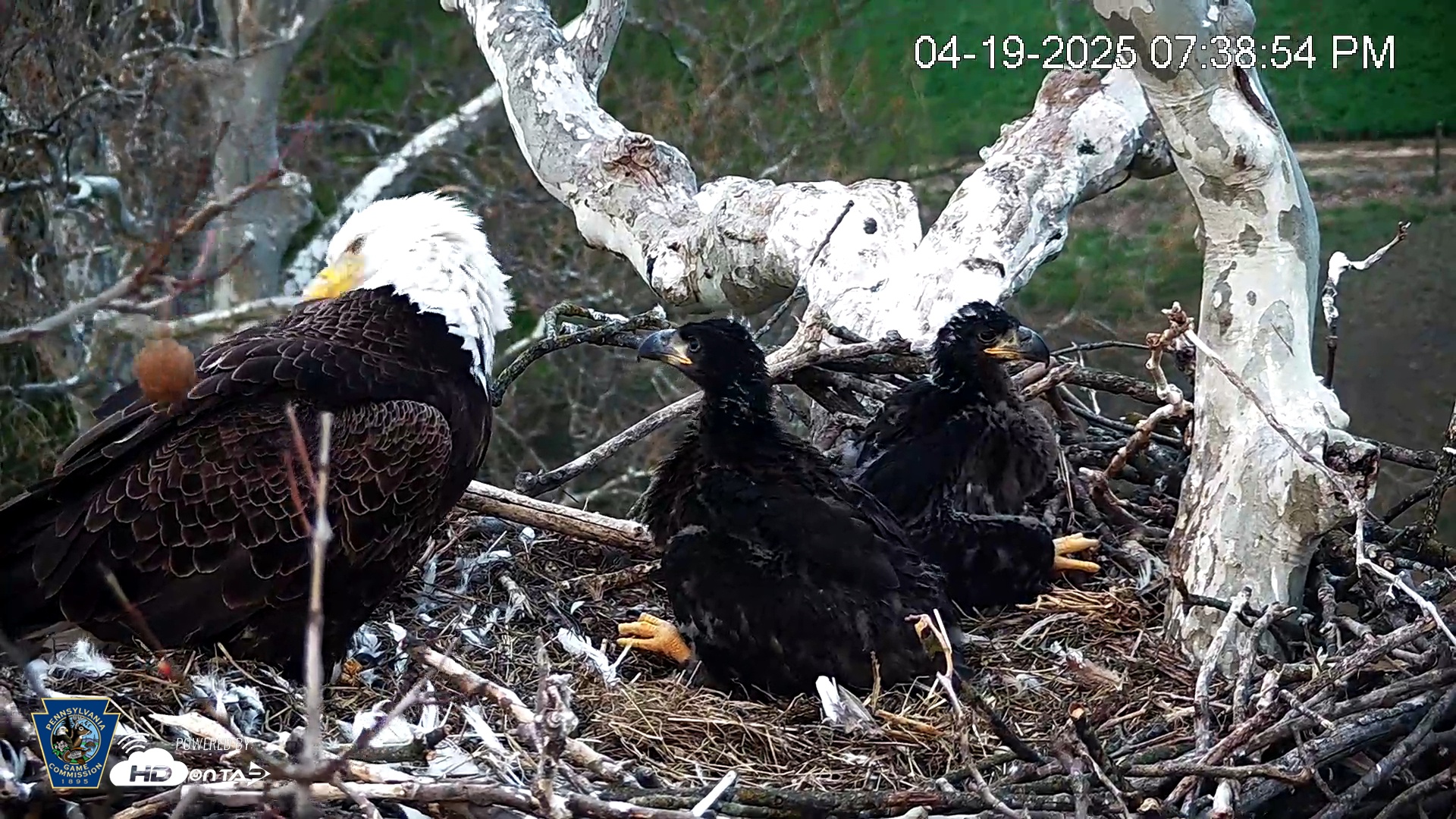 Snapshot of PA Farm Country Eagles Live Cams taken Apr 19, 2025, 7:40pm EDT