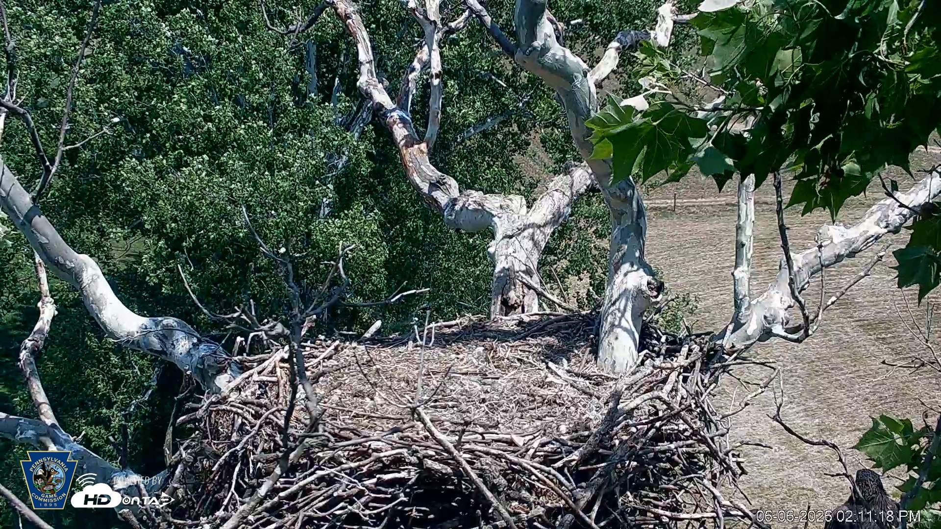 Snapshot of PA Farm Country Eagles Live Cams taken Jun 6, 2026, 2:11pm EDT