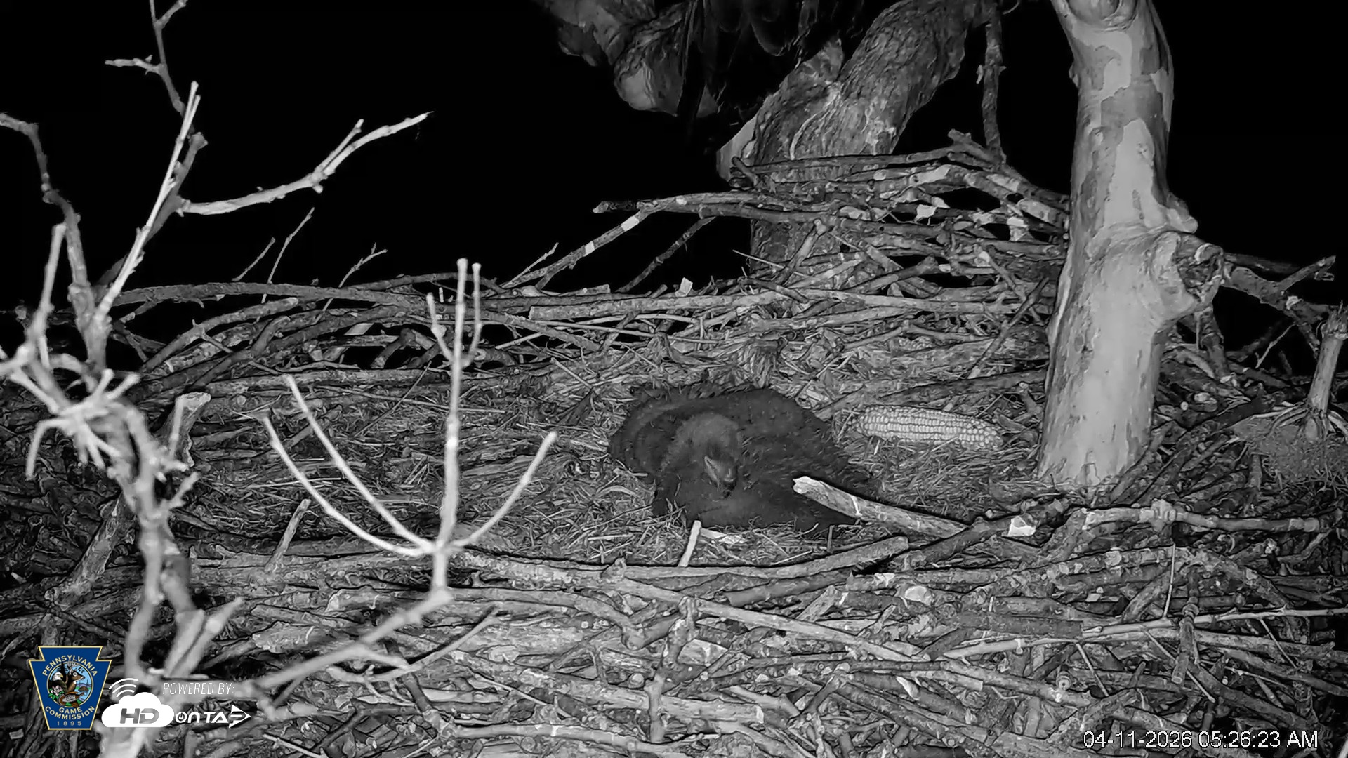 Snapshot of PA Farm Country Eagles Live Cams taken Apr 11, 2026, 5:27am EDT