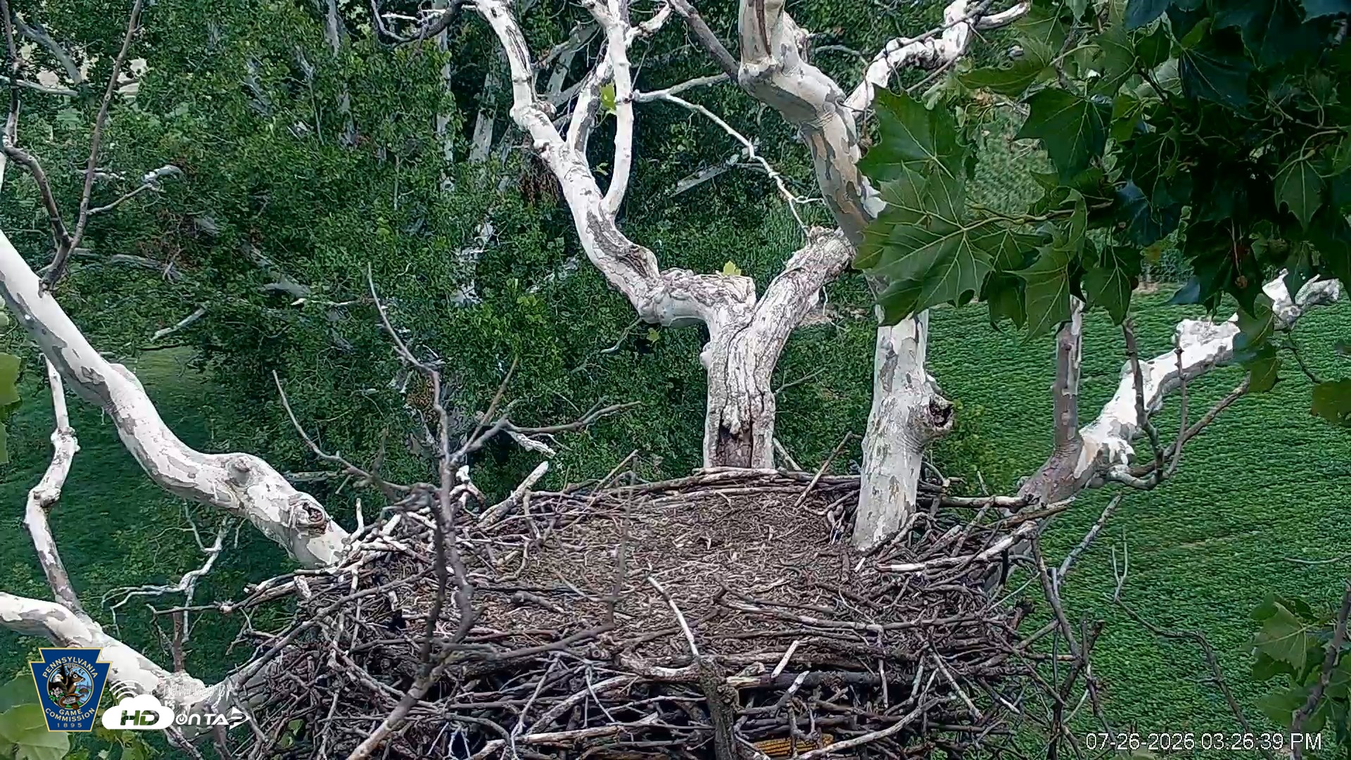 Snapshot of PA Farm Country Eagles Live Cams taken Jul 26, 2026, 3:27pm EDT