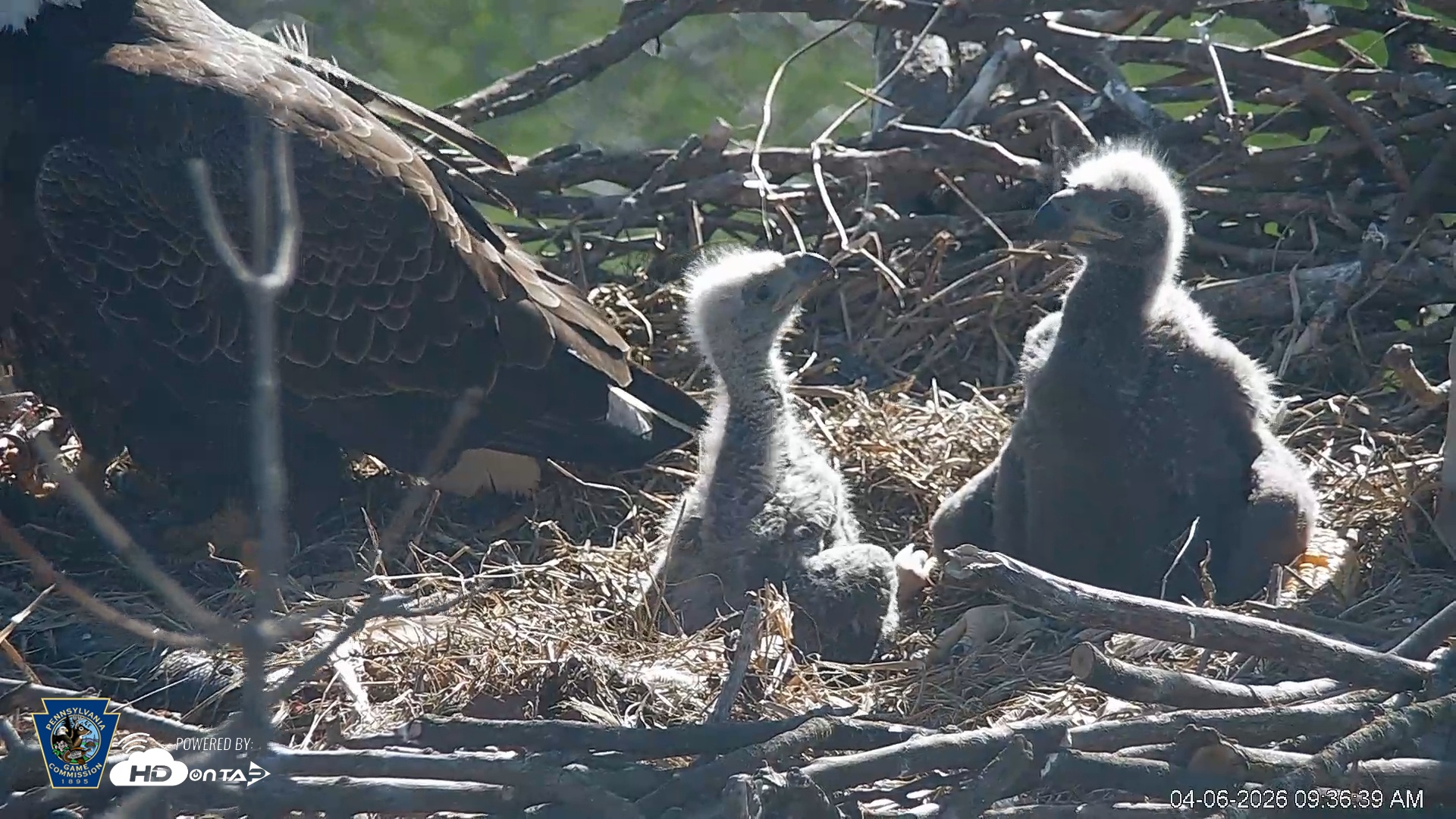 Snapshot of PA Farm Country Eagles Live Cams taken Apr 6, 2026, 9:37am EDT