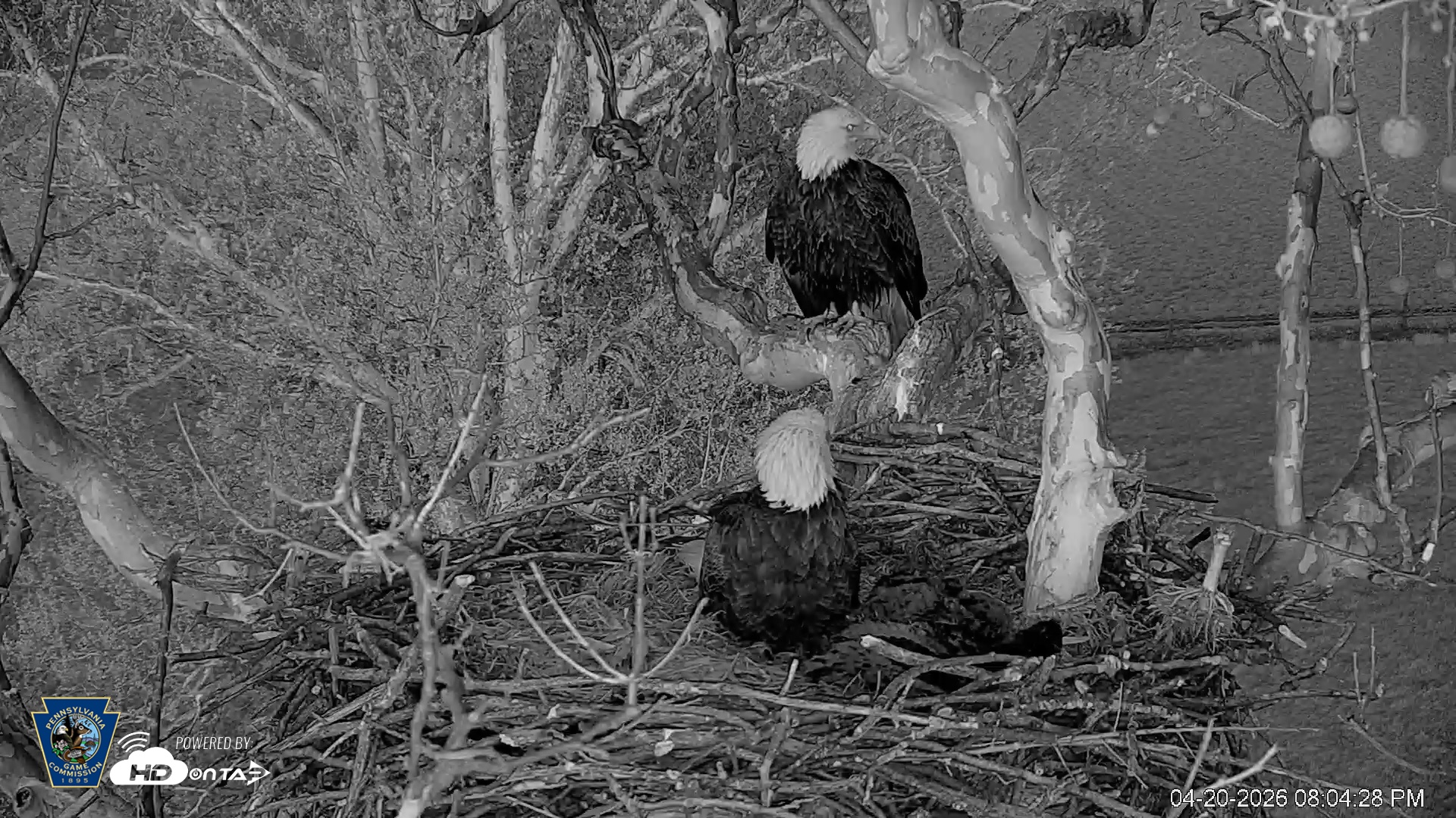 Snapshot of PA Farm Country Eagles Live Cams taken Apr 20, 2026, 8:05pm EDT
