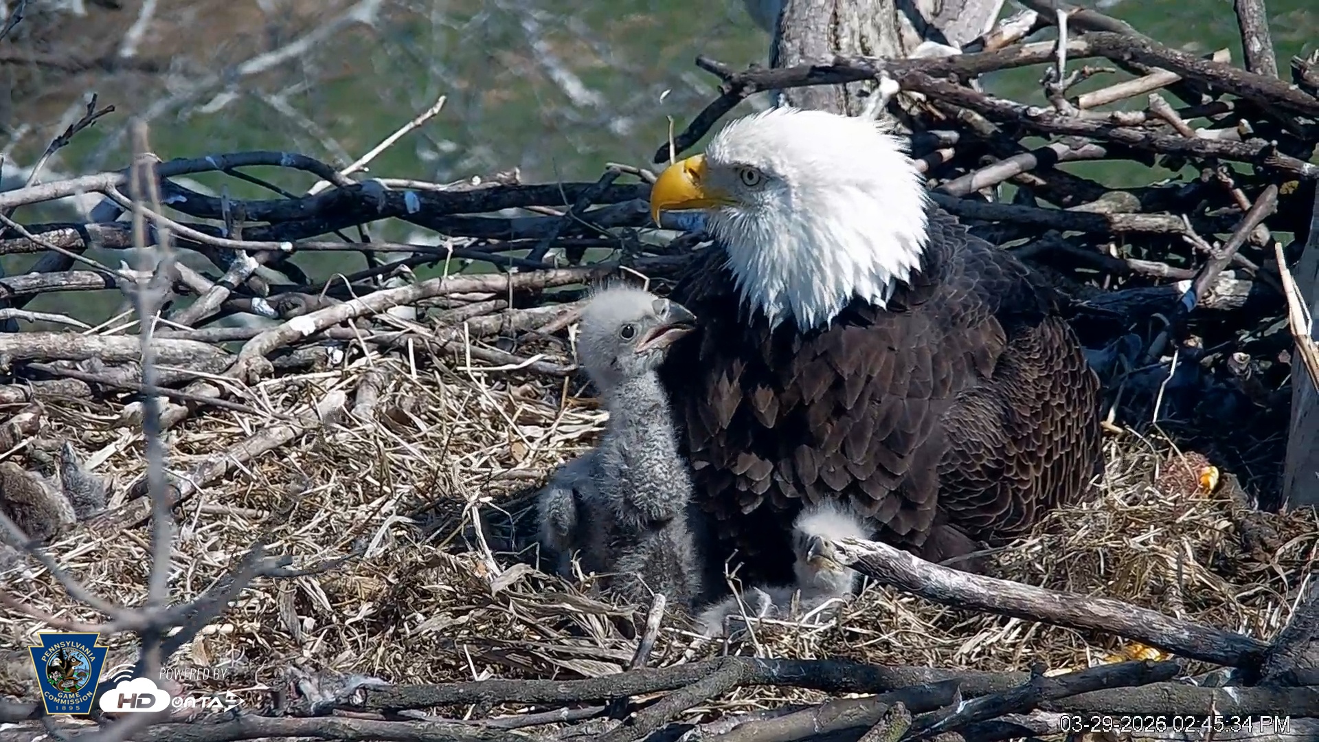 Snapshot of PA Farm Country Eagles Live Cams taken Mar 29, 2026, 2:46pm EDT