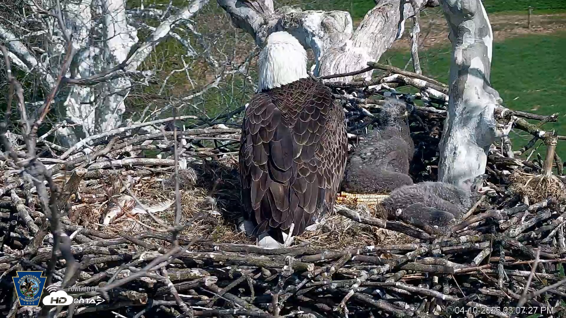 Snapshot of PA Farm Country Eagles Live Cams taken Apr 10, 2026, 3:08pm EDT