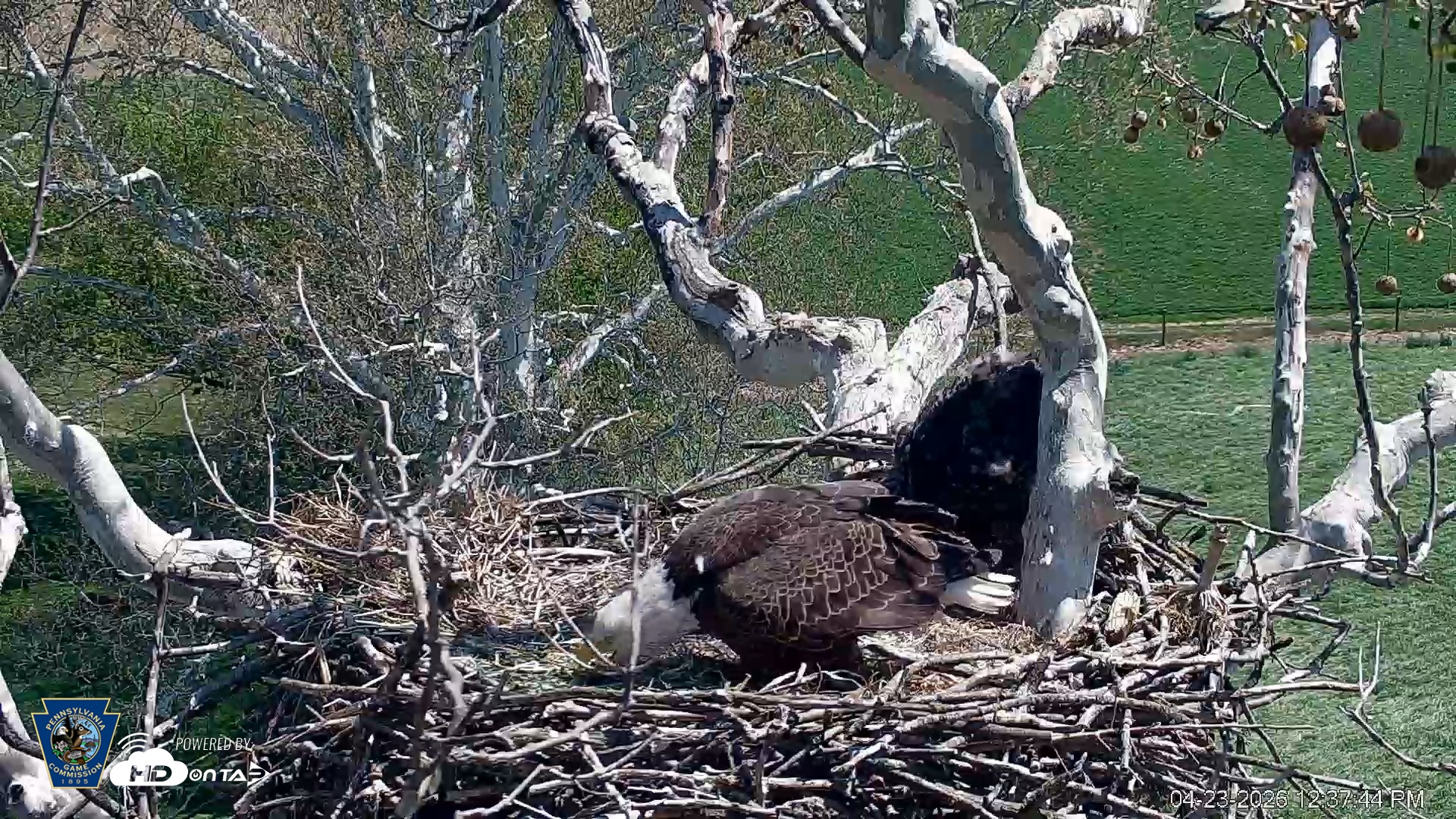 Snapshot of PA Farm Country Eagles Live Cams taken Apr 23, 2026, 12:38pm EDT