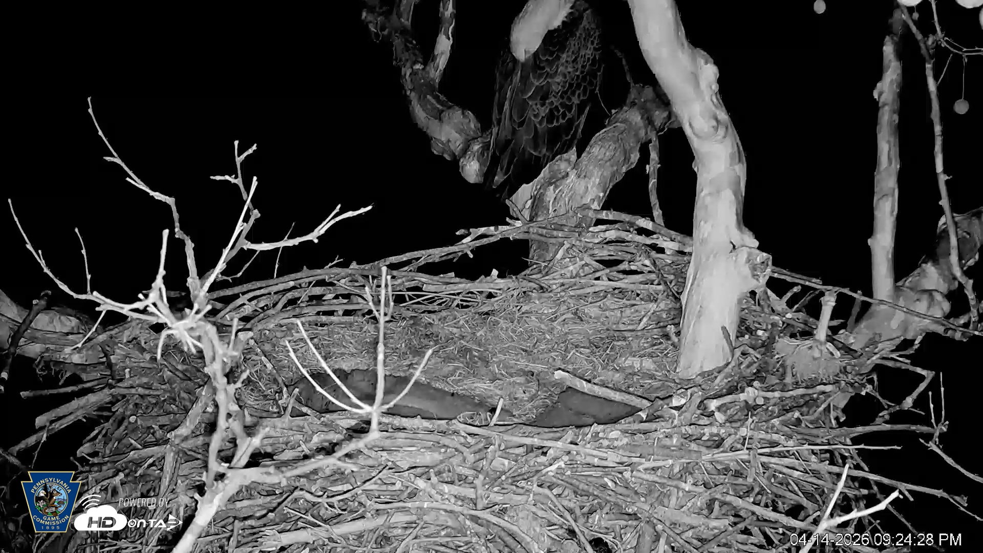Snapshot of PA Farm Country Eagles Live Cams taken Apr 14, 2026, 9:28pm EDT