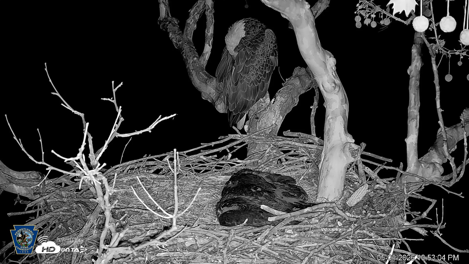 Snapshot of PA Farm Country Eagles Live Cams taken May 1, 2026, 10:53pm EDT