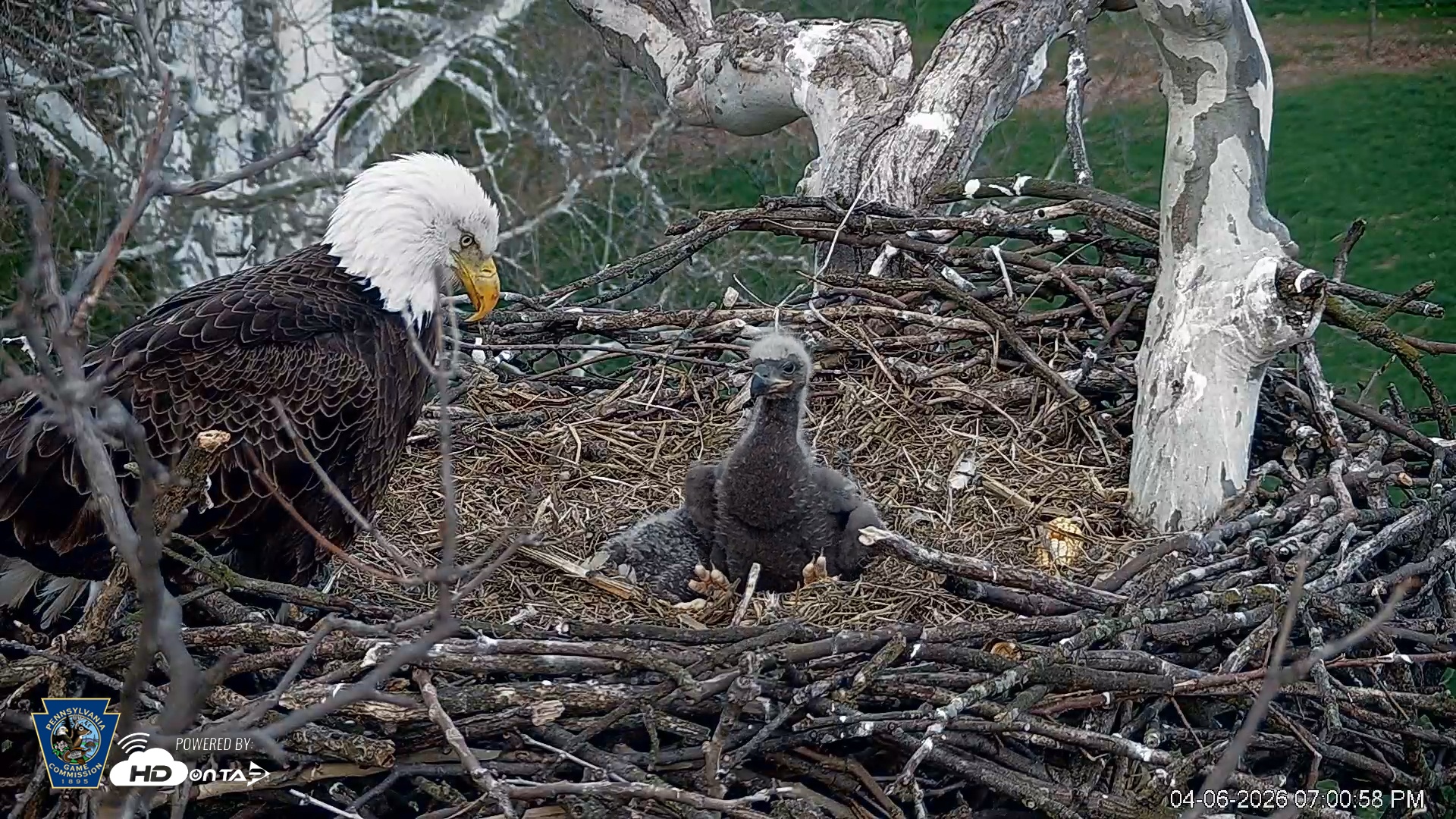 Snapshot of PA Farm Country Eagles Live Cams taken Apr 6, 2026, 7:02pm EDT