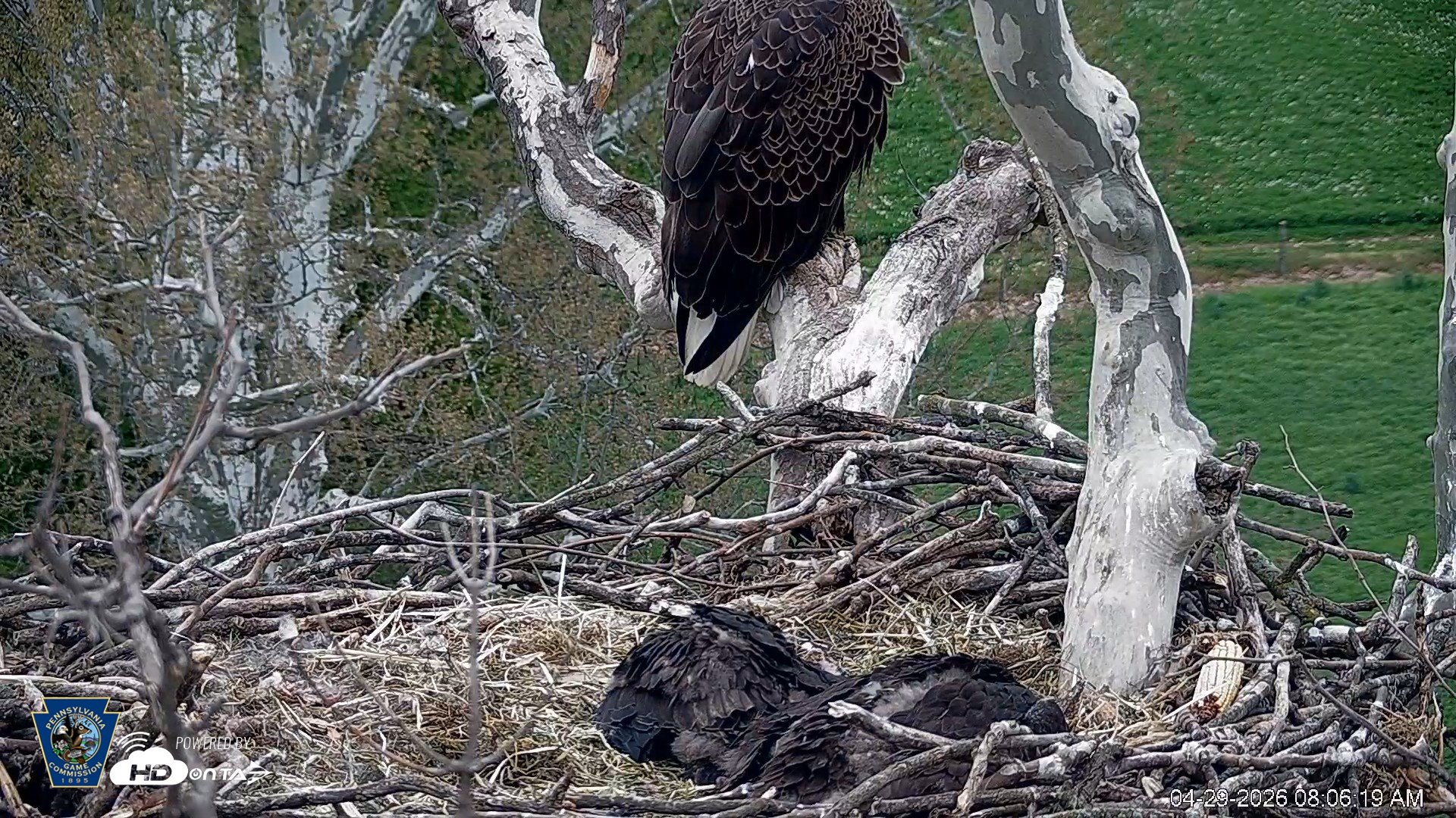 Snapshot of PA Farm Country Eagles Live Cams taken Apr 29, 2026, 8:07am EDT