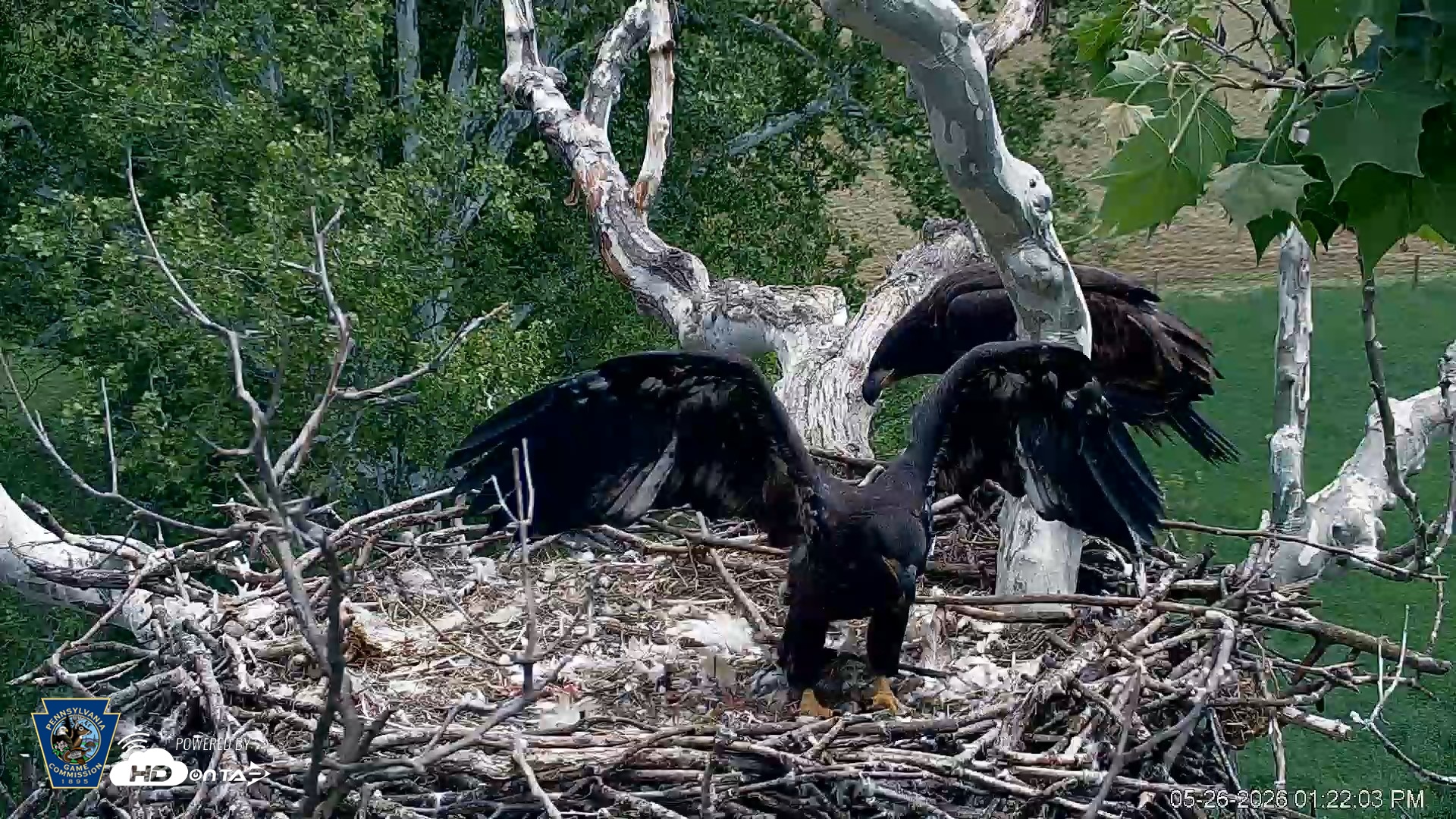 Snapshot of PA Farm Country Eagles Live Cams taken May 26, 2026, 1:22pm EDT