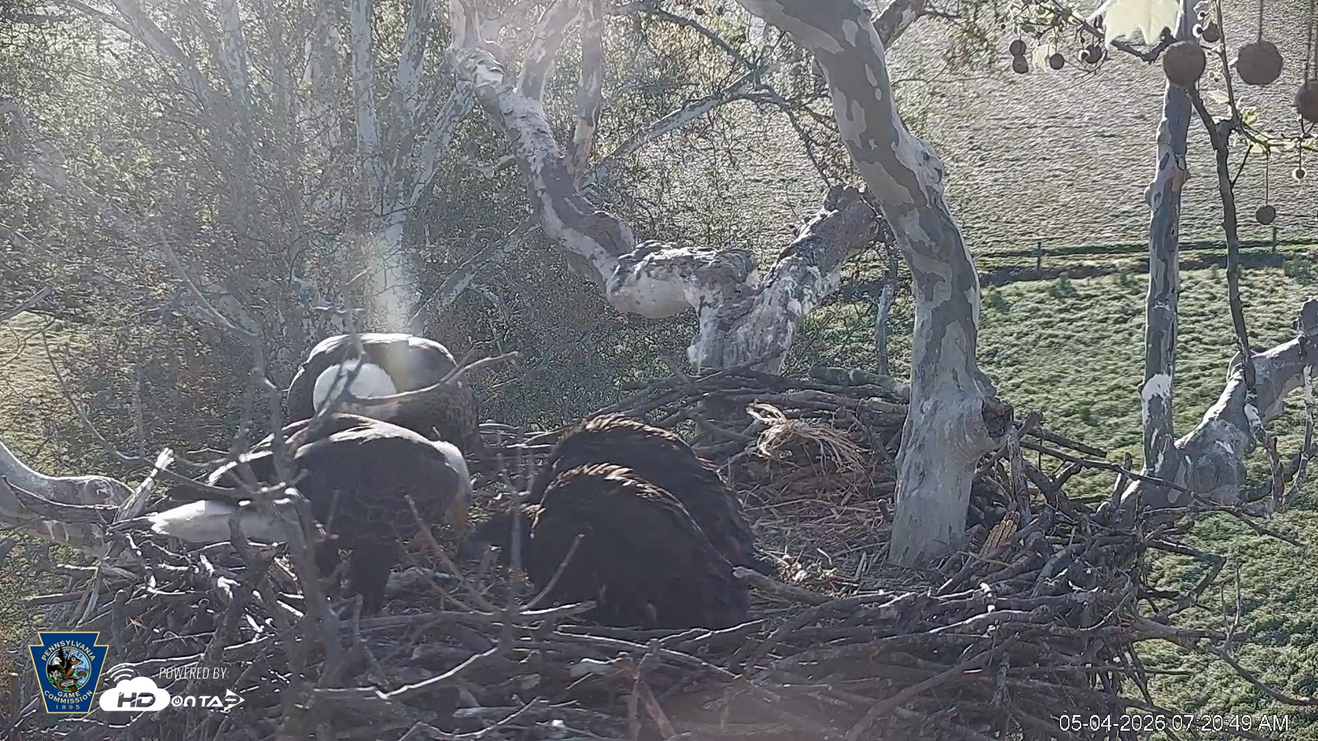 Snapshot of PA Farm Country Eagles Live Cams taken May 4, 2026, 7:26am EDT