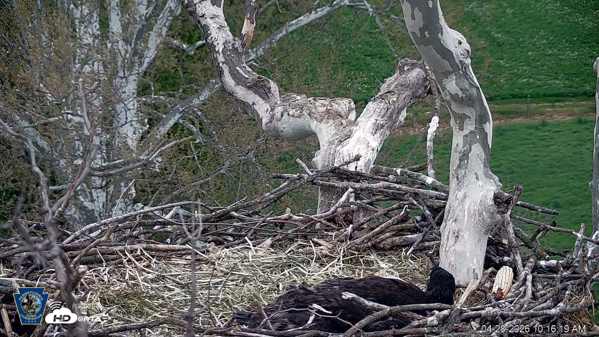 Snapshot of PA Farm Country Eagles Live Cams taken Apr 28, 2026, 10:17am EDT