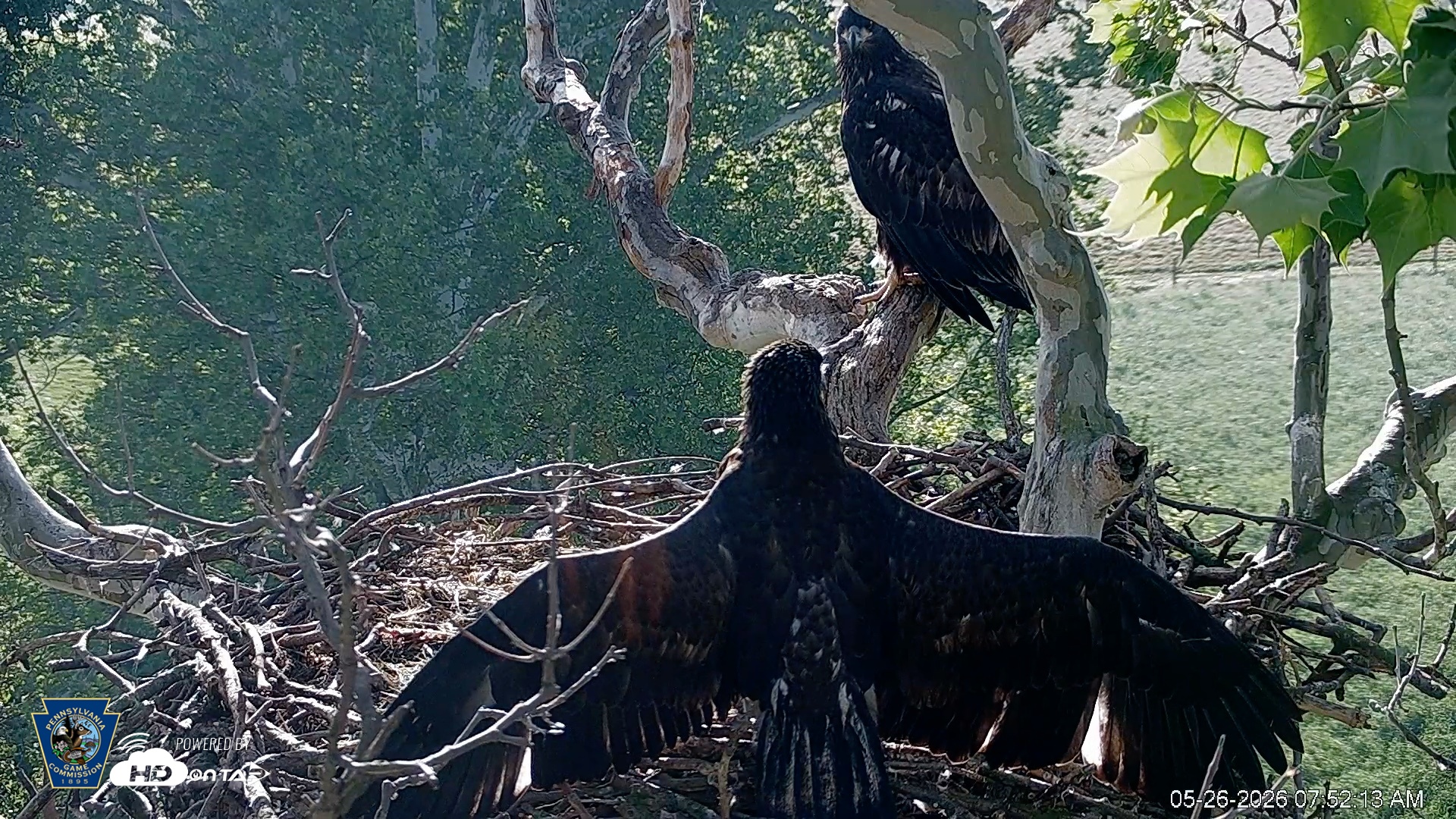 Snapshot of PA Farm Country Eagles Live Cams taken May 26, 2026, 7:54am EDT