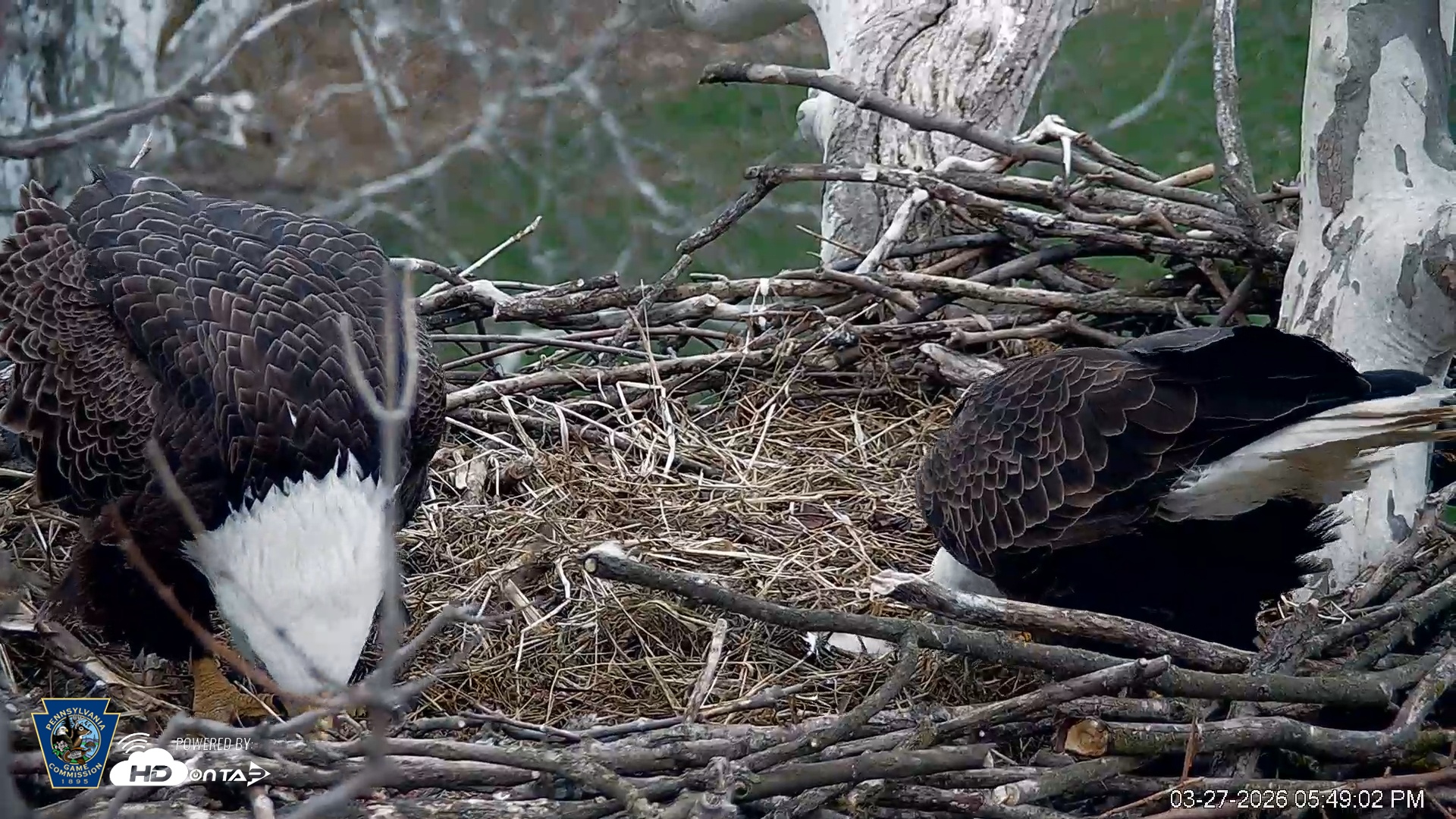 Snapshot of PA Farm Country Eagles Live Cams taken Mar 27, 2026, 5:49pm EDT