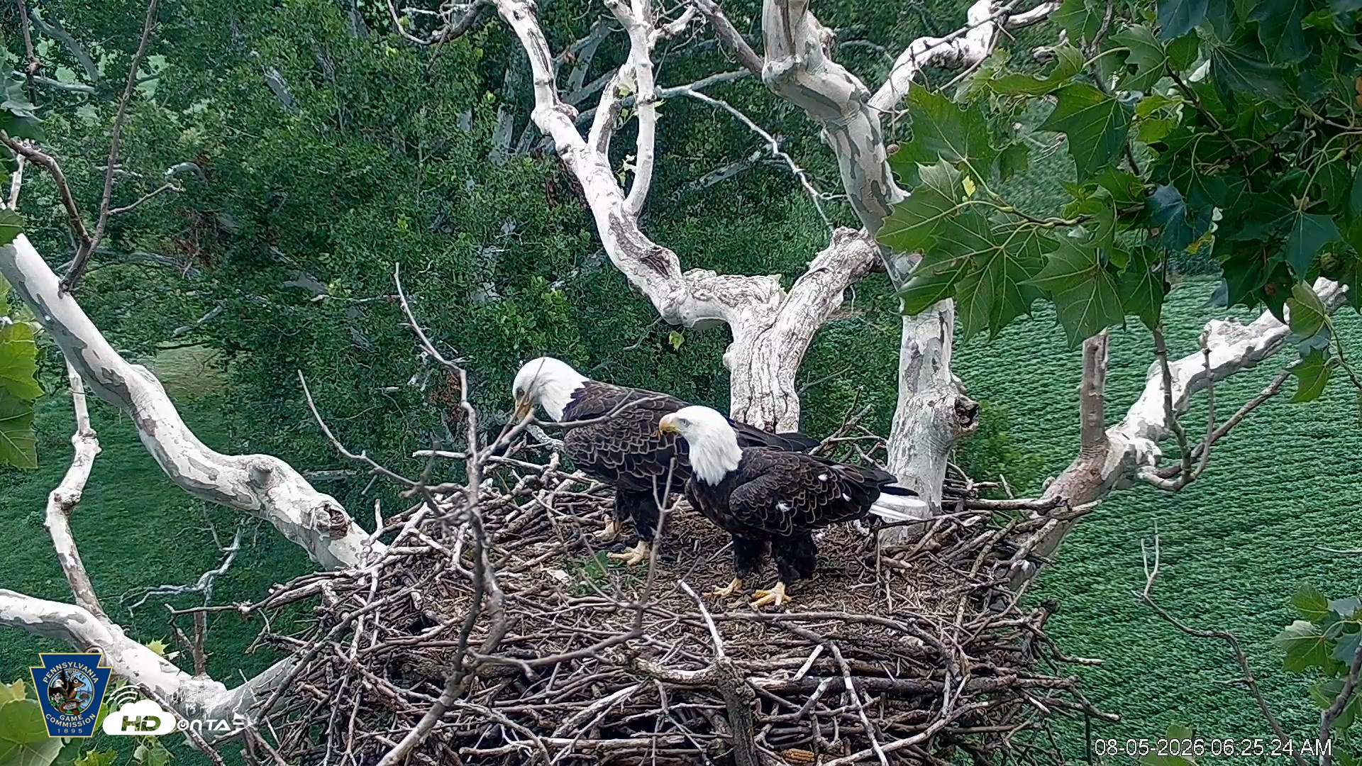 Snapshot of PA Farm Country Eagles Live Cams taken Aug 5, 2026, 6:26am EDT