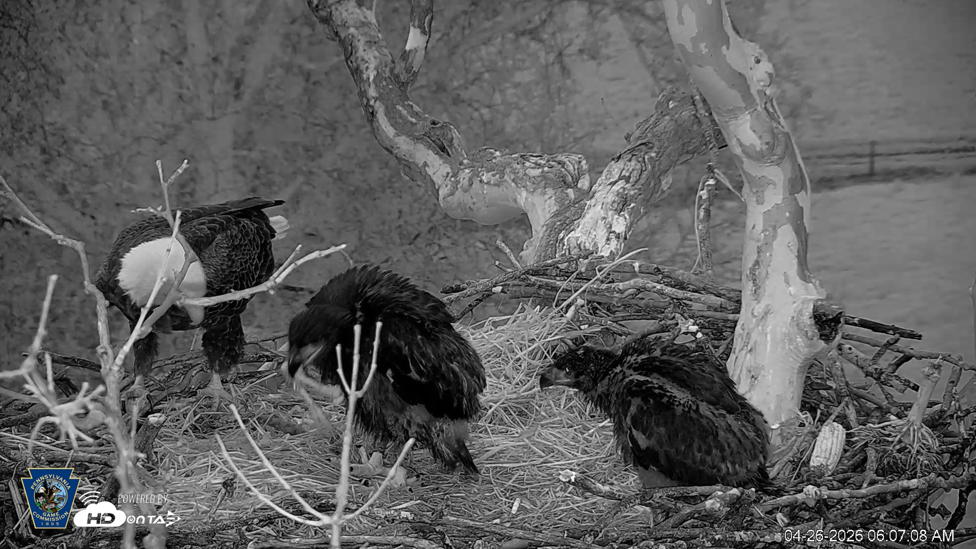 Snapshot of PA Farm Country Eagles Live Cams taken Apr 26, 2026, 6:08am EDT