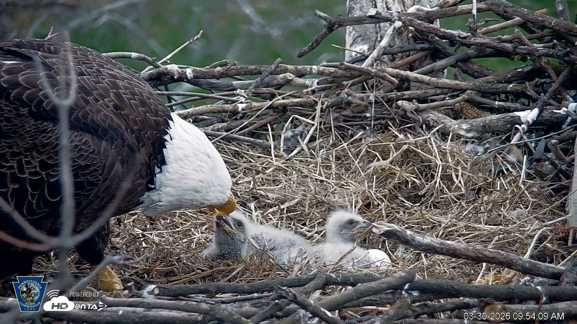 Snapshot of PA Farm Country Eagles Live Cams taken Mar 30, 2026, 9:55am EDT