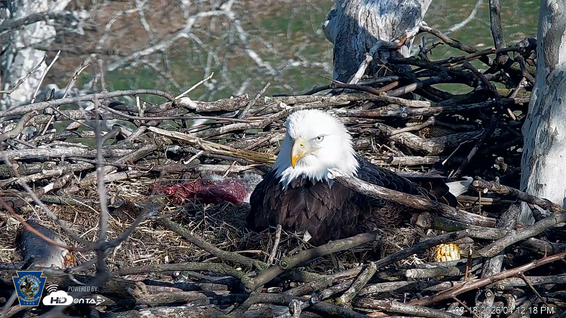 Snapshot of PA Farm Country Eagles Live Cams taken Mar 18, 2026, 4:13pm EDT
