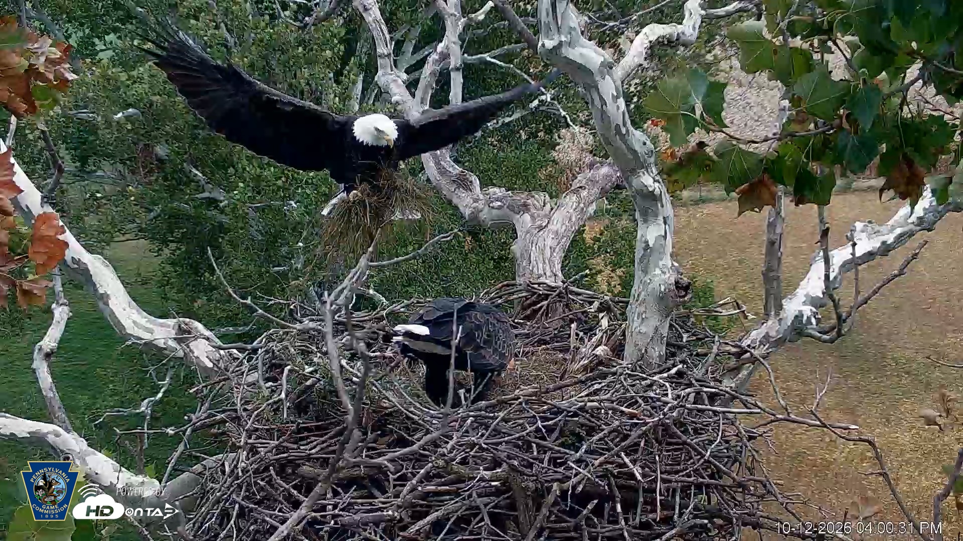 Snapshot of PA Farm Country Eagles Live Cams taken Oct 12, 2026, 4:01pm EDT