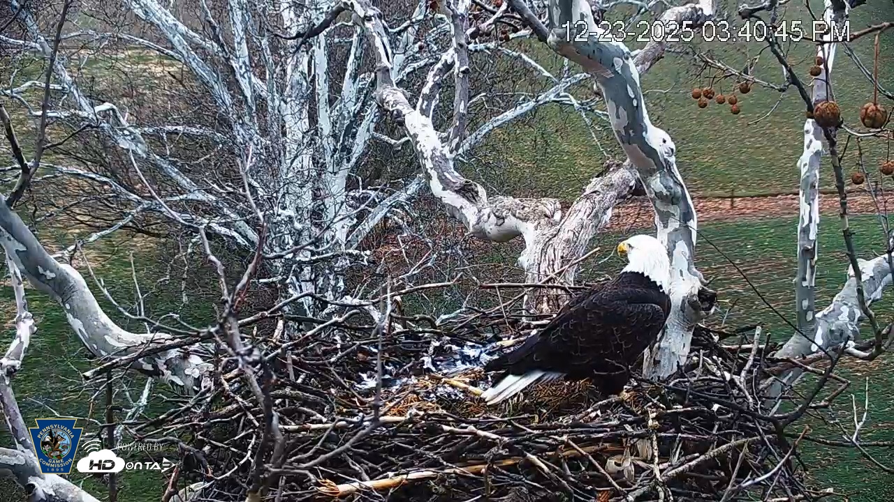 Snapshot of PA Farm Country Eagles Live Cams taken Dec 23, 2025, 3:41pm EST