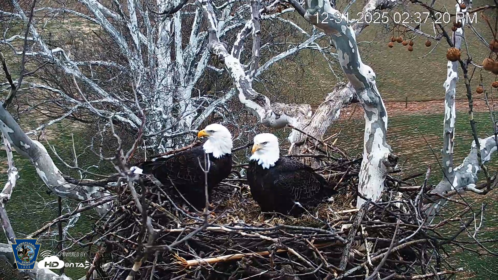 Snapshot of PA Farm Country Eagles Live Cams taken Dec 31, 2025, 2:38pm EST