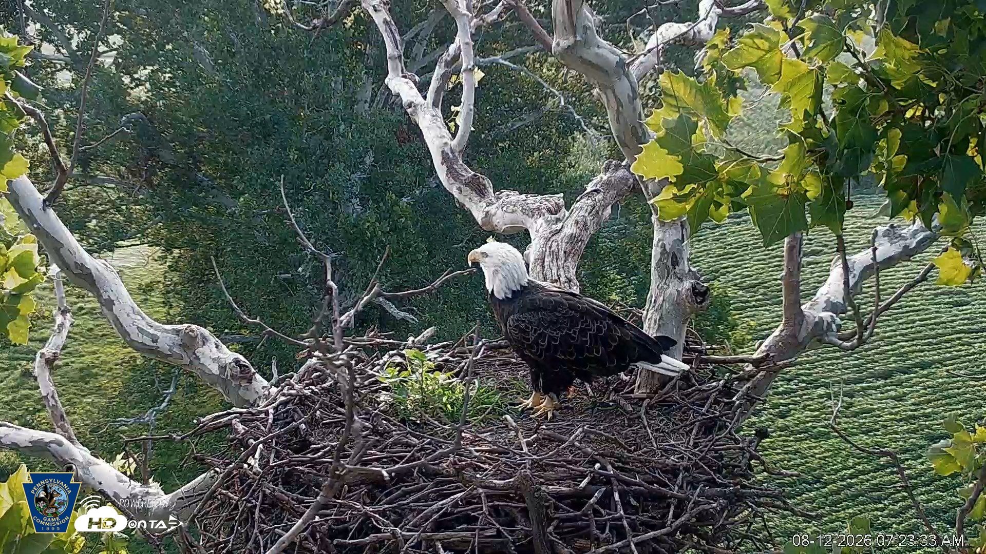 Snapshot of PA Farm Country Eagles Live Cams taken Aug 12, 2026, 7:24am EDT