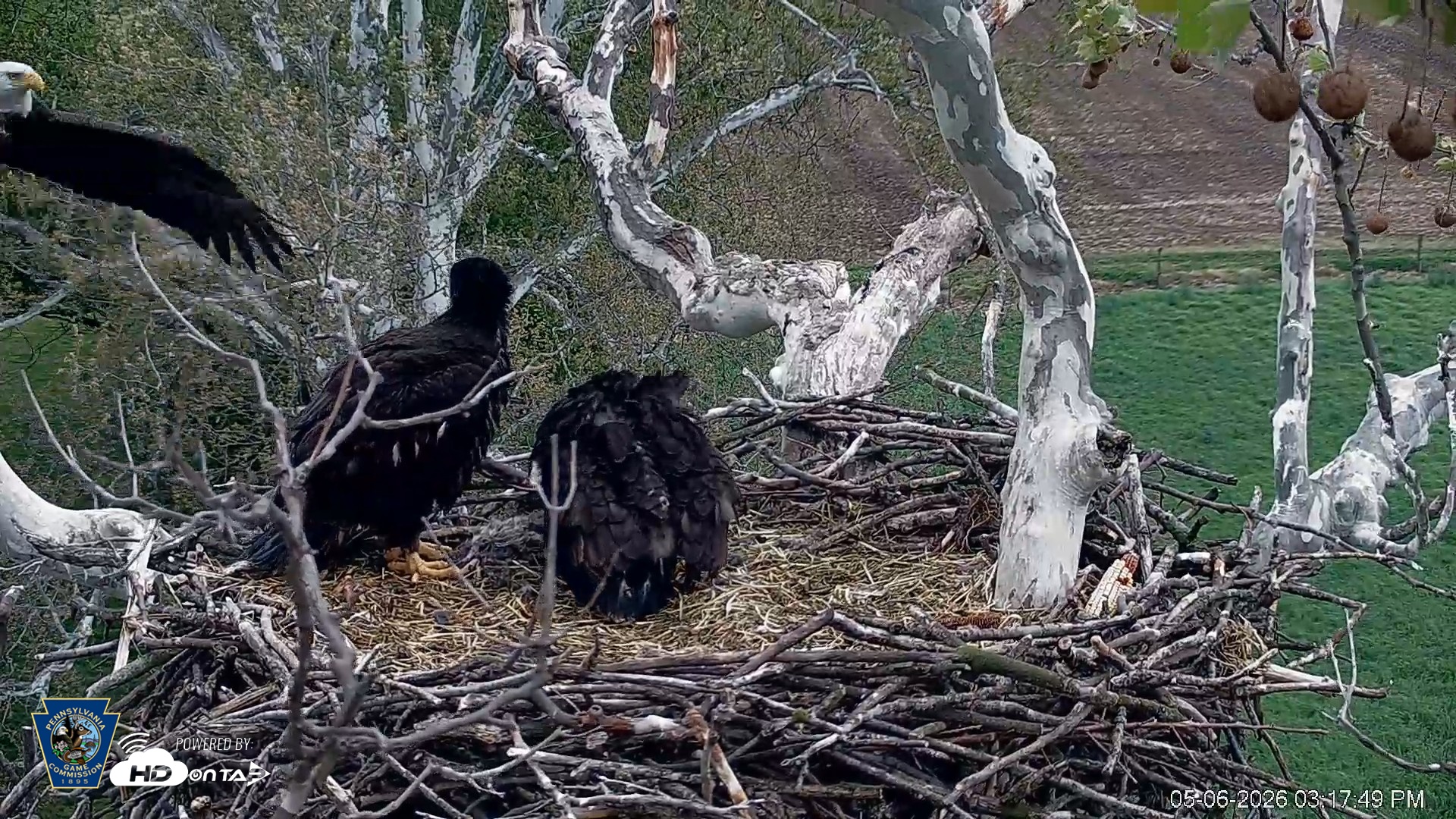 Snapshot of PA Farm Country Eagles Live Cams taken May 6, 2026, 3:18pm EDT
