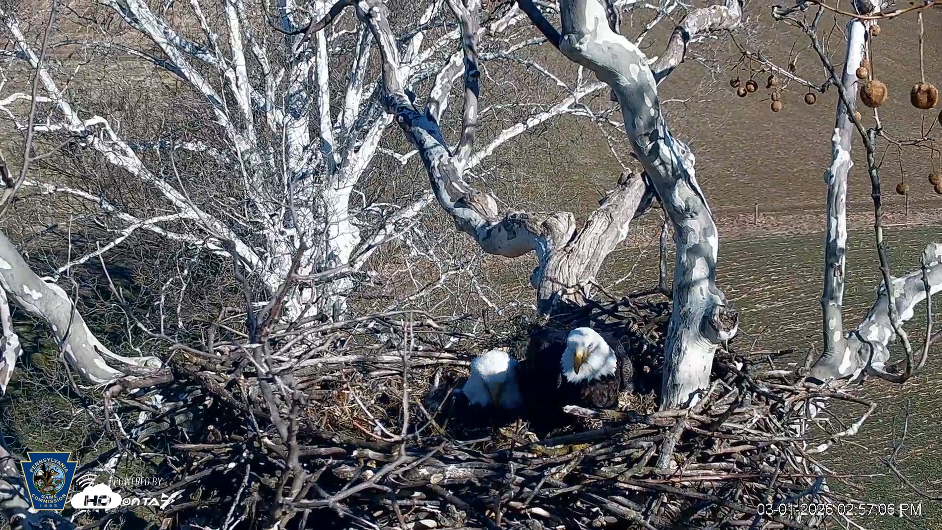 Snapshot of PA Farm Country Eagles Live Cams taken Mar 1, 2026, 2:57pm EST