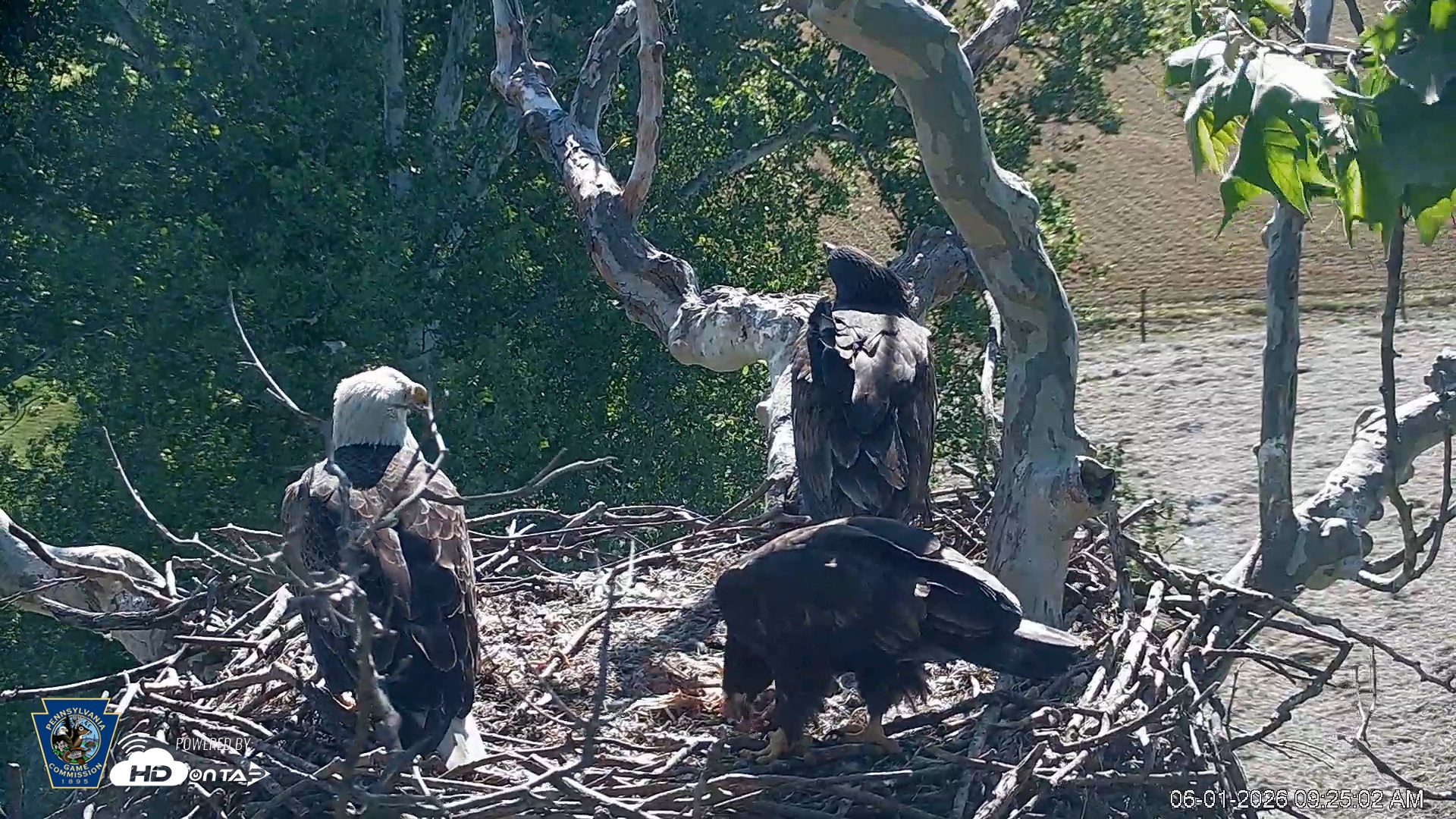 Snapshot of PA Farm Country Eagles Live Cams taken Jun 1, 2026, 9:25am EDT