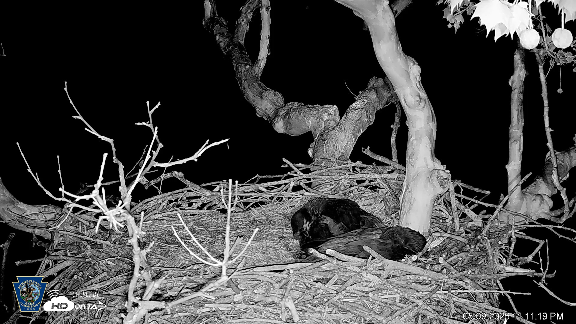 Snapshot of PA Farm Country Eagles Live Cams taken May 9, 2026, 11:12pm EDT