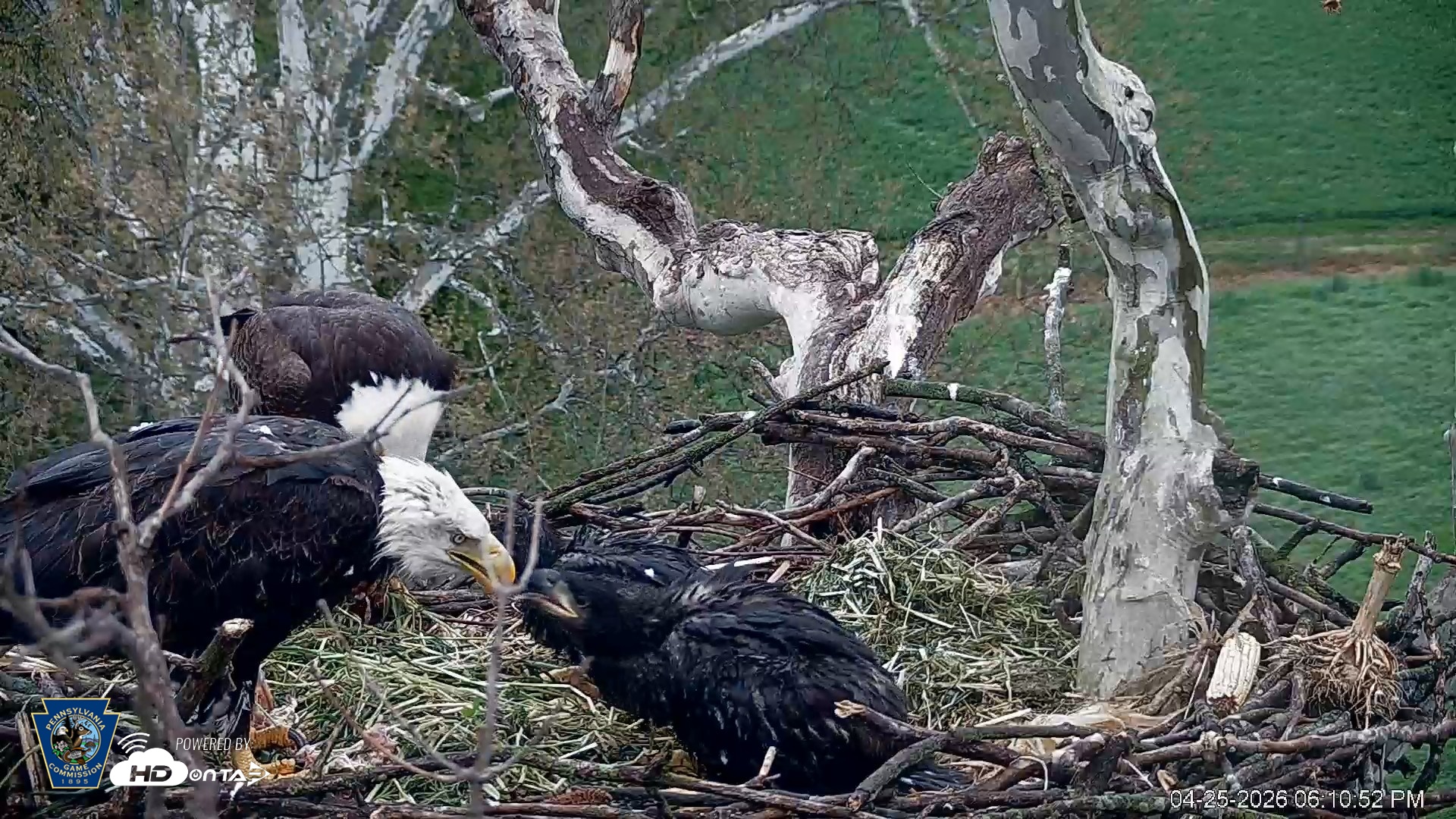 Snapshot of PA Farm Country Eagles Live Cams taken Apr 25, 2026, 6:11pm EDT