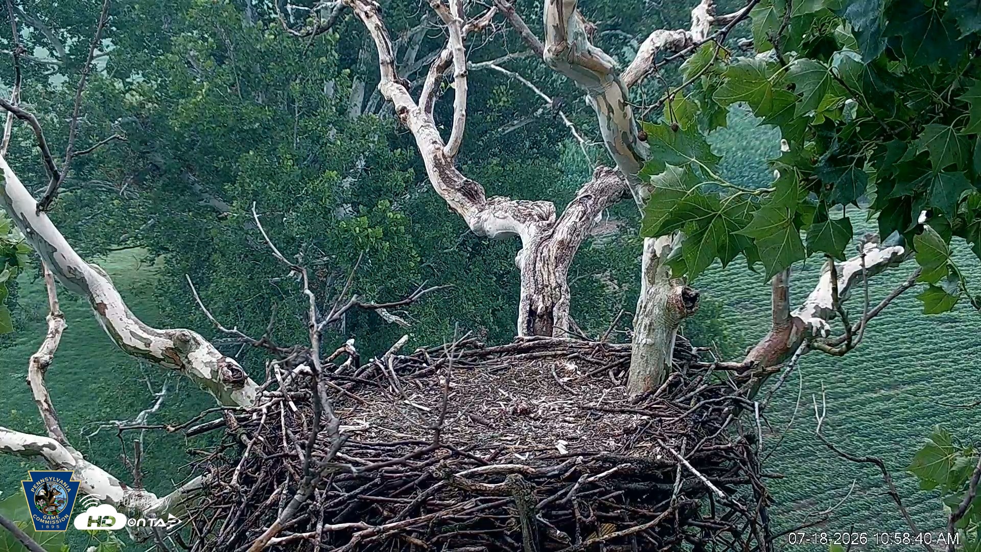 Snapshot of PA Farm Country Eagles Live Cams taken Jul 18, 2026, 10:59am EDT