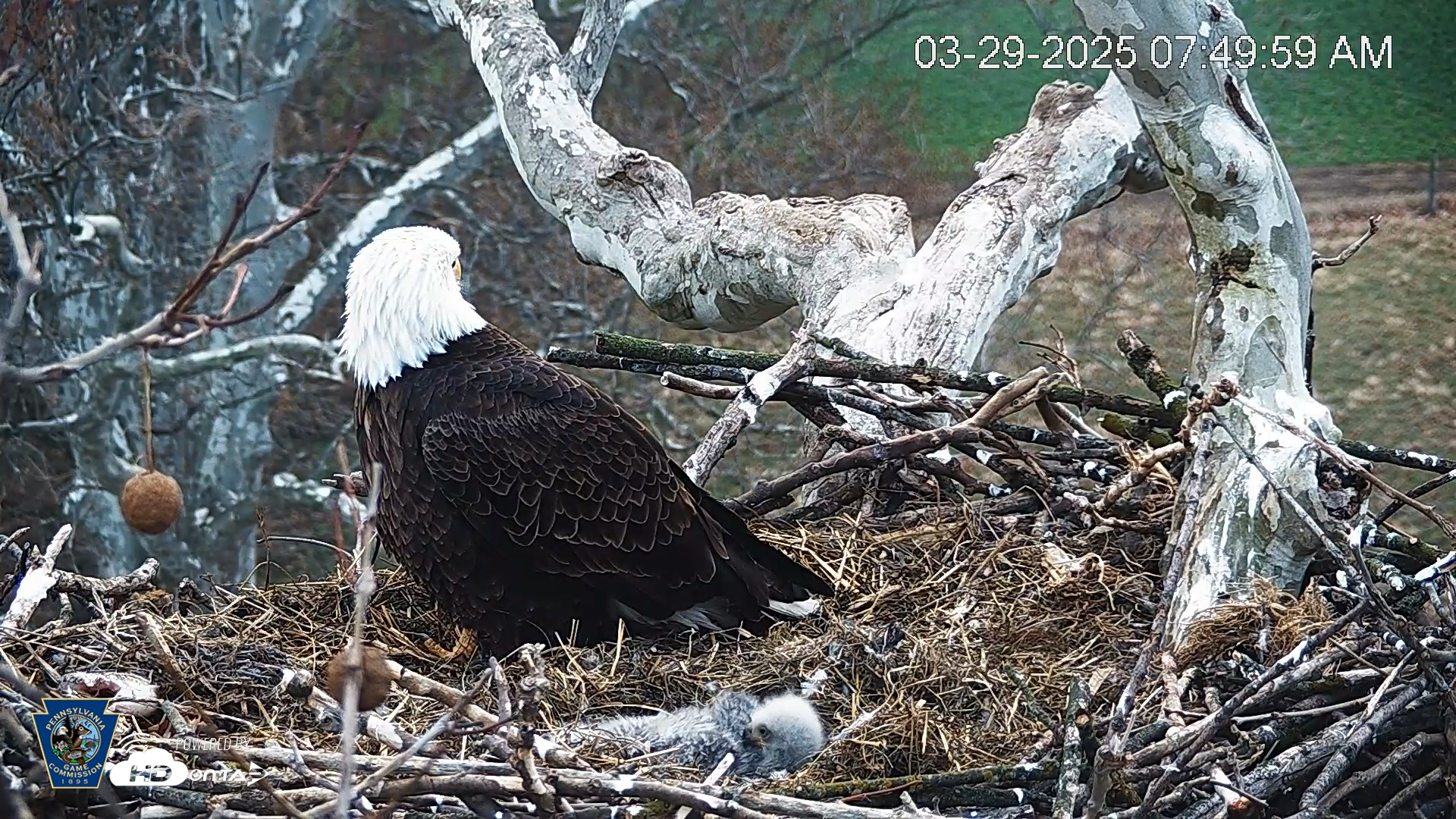 Snapshot of PA Farm Country Eagles Live Cams taken Mar 29, 2025, 7:50am EDT