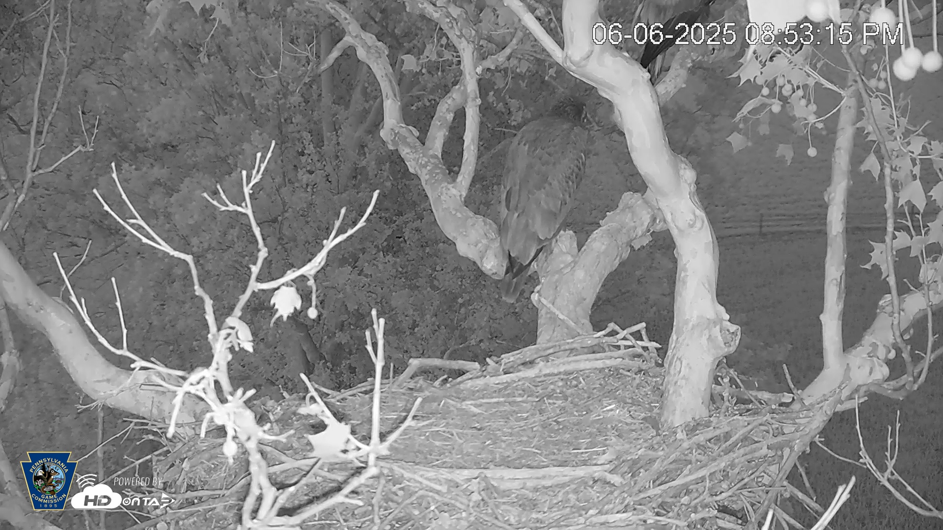 Snapshot of PA Farm Country Eagles Live Cams taken Jun 6, 2025, 8:53pm EDT