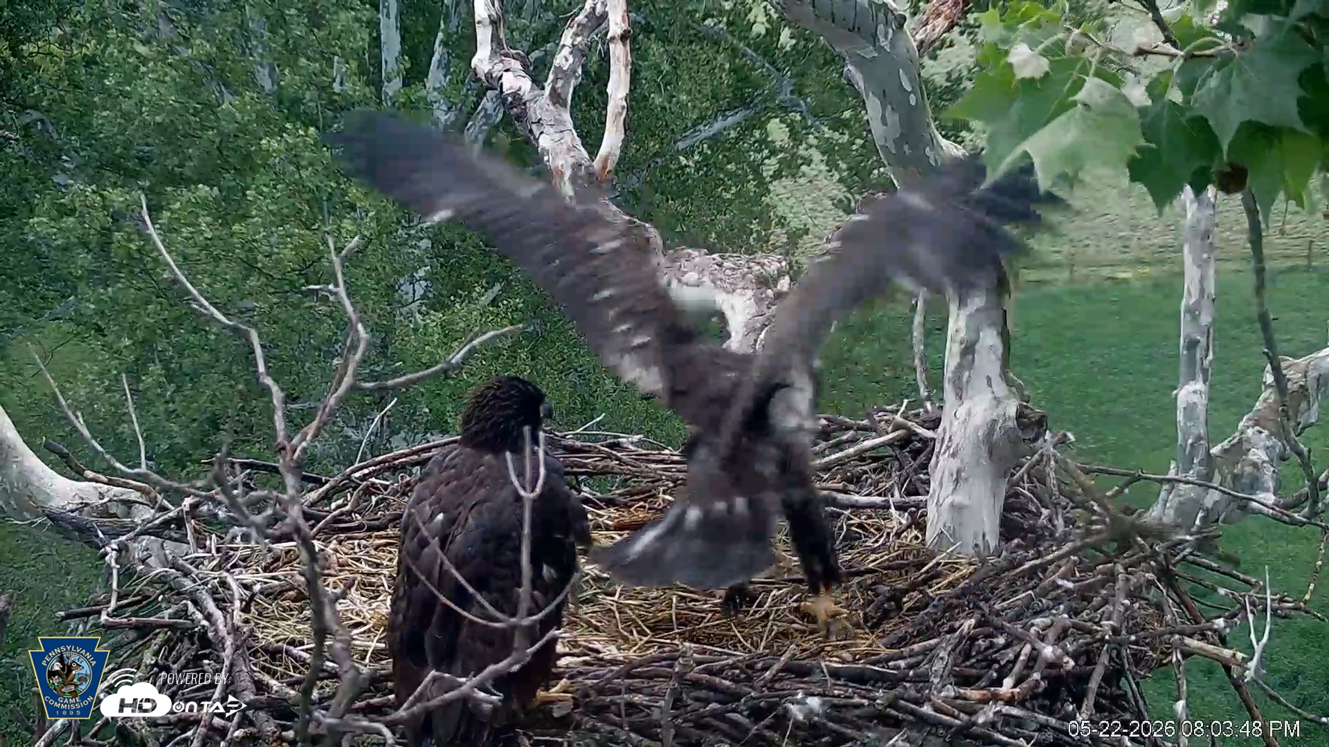 Snapshot of PA Farm Country Eagles Live Cams taken May 22, 2026, 8:04pm EDT