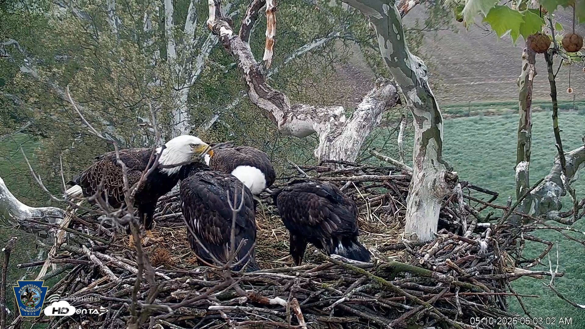 Snapshot of PA Farm Country Eagles Live Cams taken May 10, 2026, 6:03am EDT