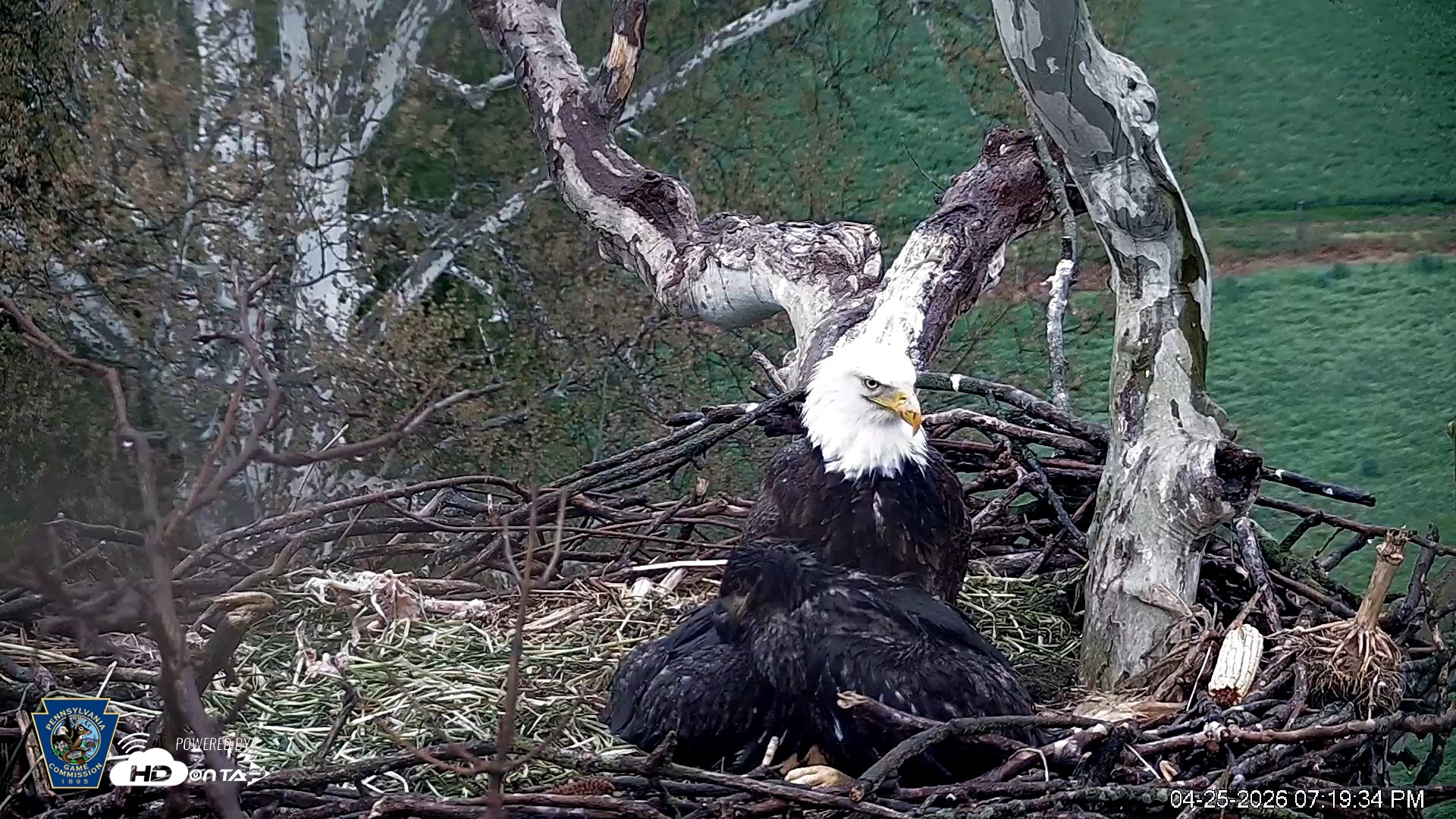 Snapshot of PA Farm Country Eagles Live Cams taken Apr 25, 2026, 7:20pm EDT
