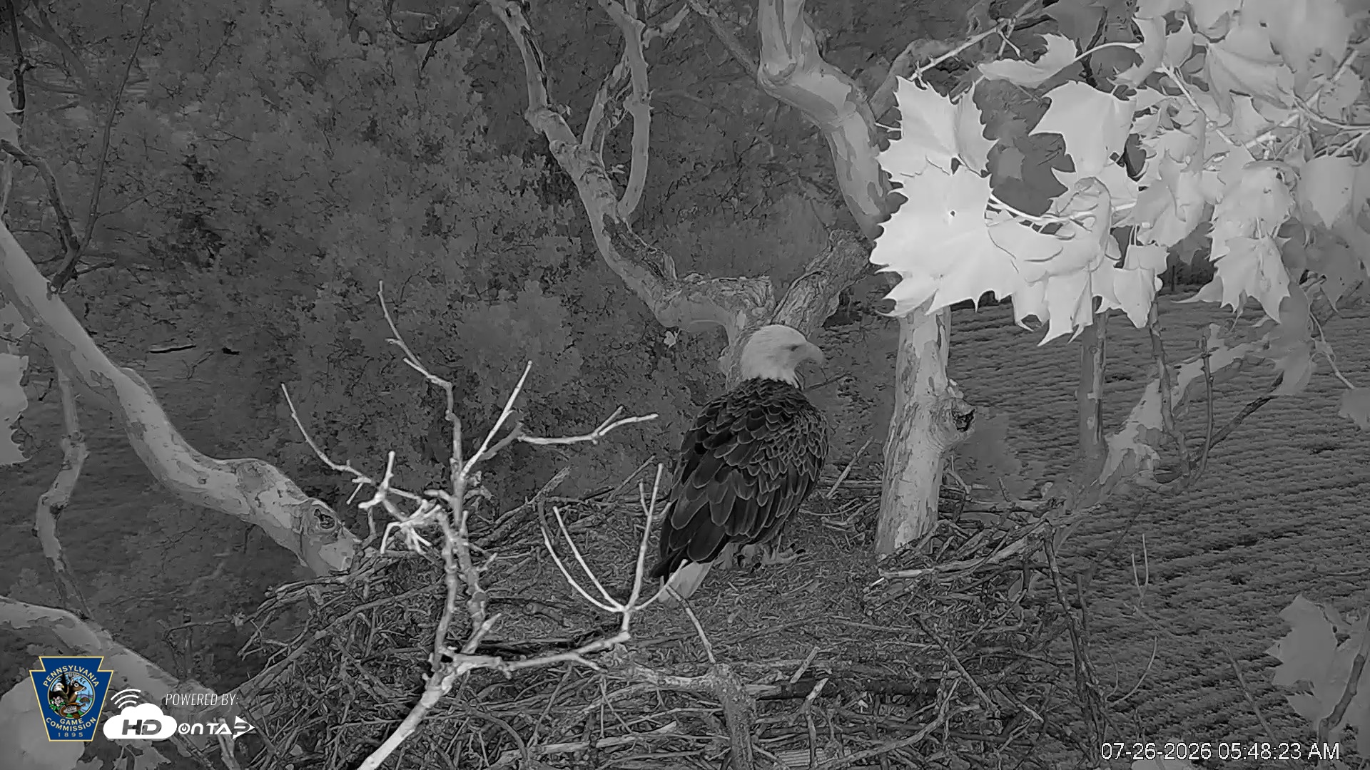 Snapshot of PA Farm Country Eagles Live Cams taken Jul 26, 2026, 5:49am EDT