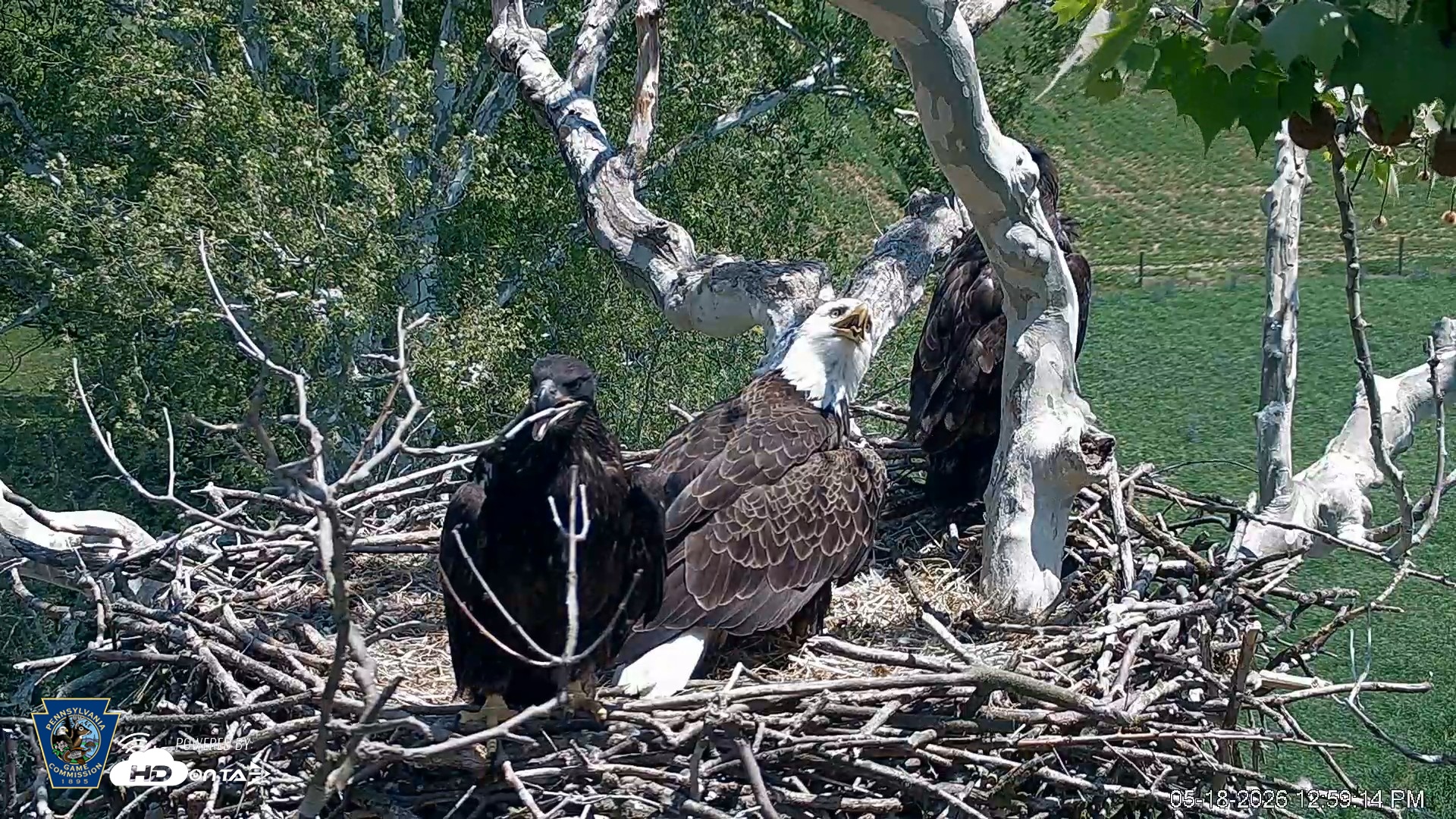 Snapshot of PA Farm Country Eagles Live Cams taken May 18, 2026, 1:00pm EDT