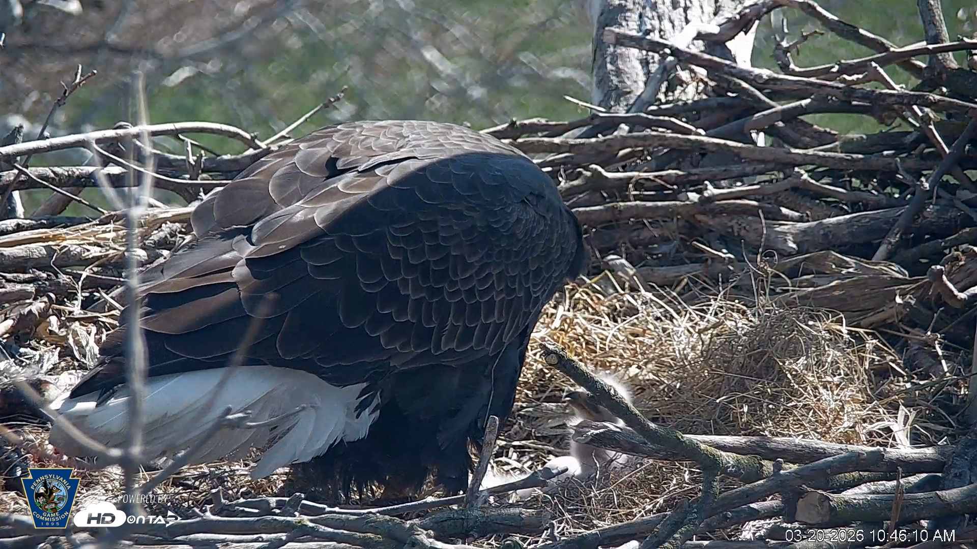 Snapshot of PA Farm Country Eagles Live Cams taken Mar 20, 2026, 10:47am EDT