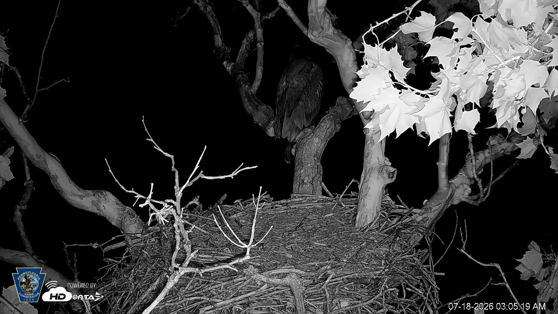 Snapshot of PA Farm Country Eagles Live Cams taken Jul 18, 2026, 3:06am EDT