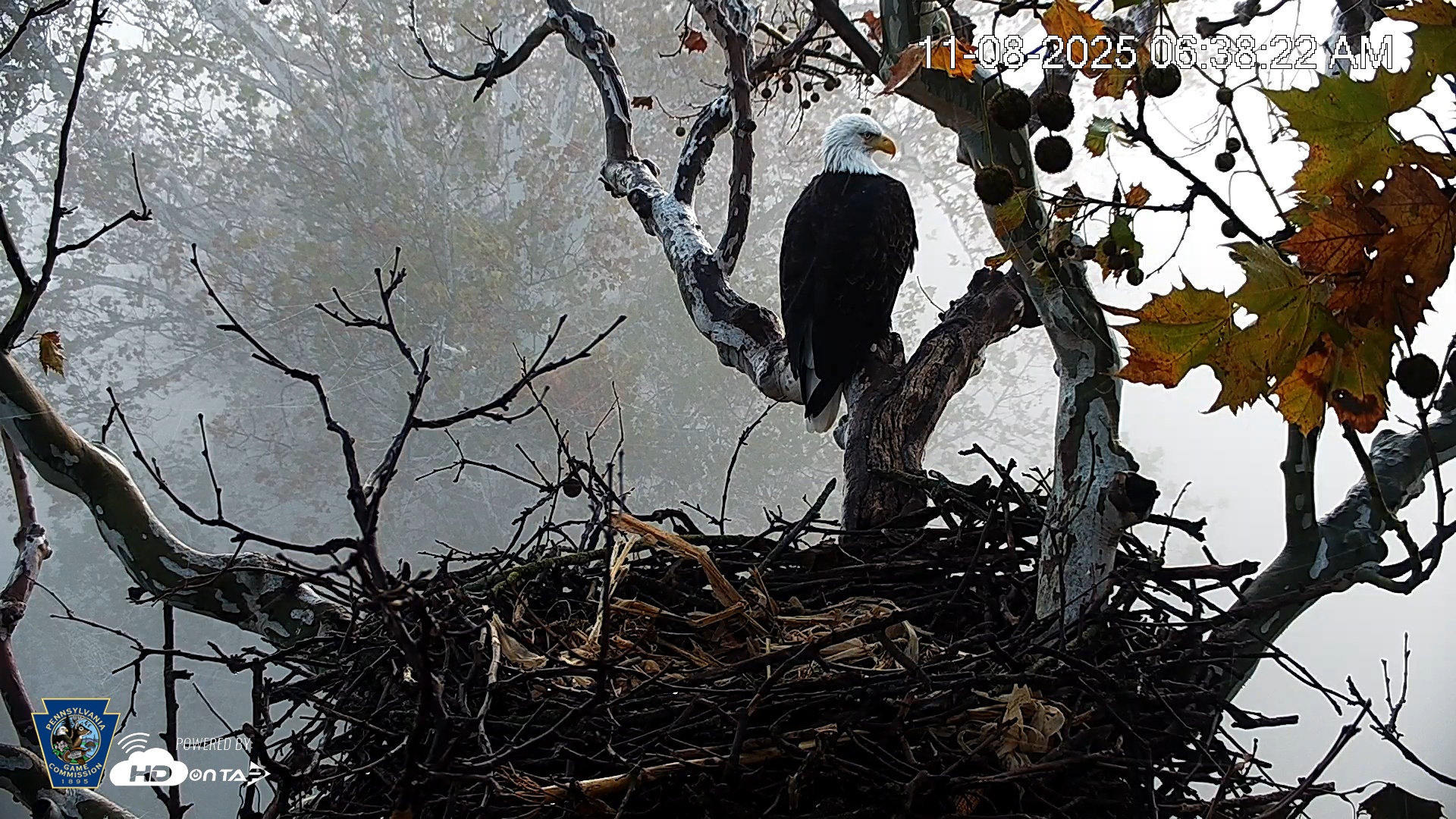 Snapshot of PA Farm Country Eagles Live Cams taken Nov 8, 2025, 6:39am EST