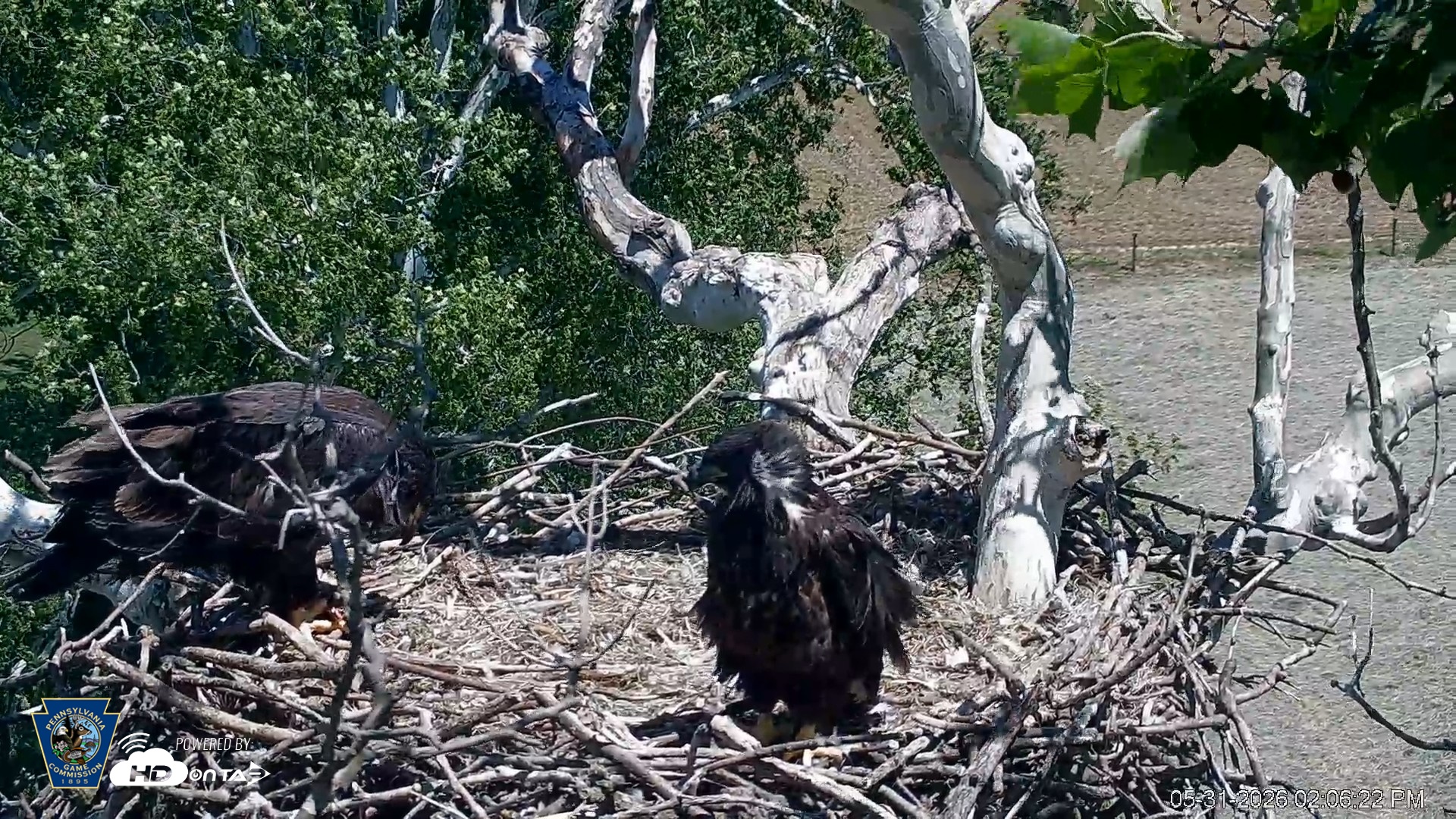Snapshot of PA Farm Country Eagles Live Cams taken May 31, 2026, 2:07pm EDT